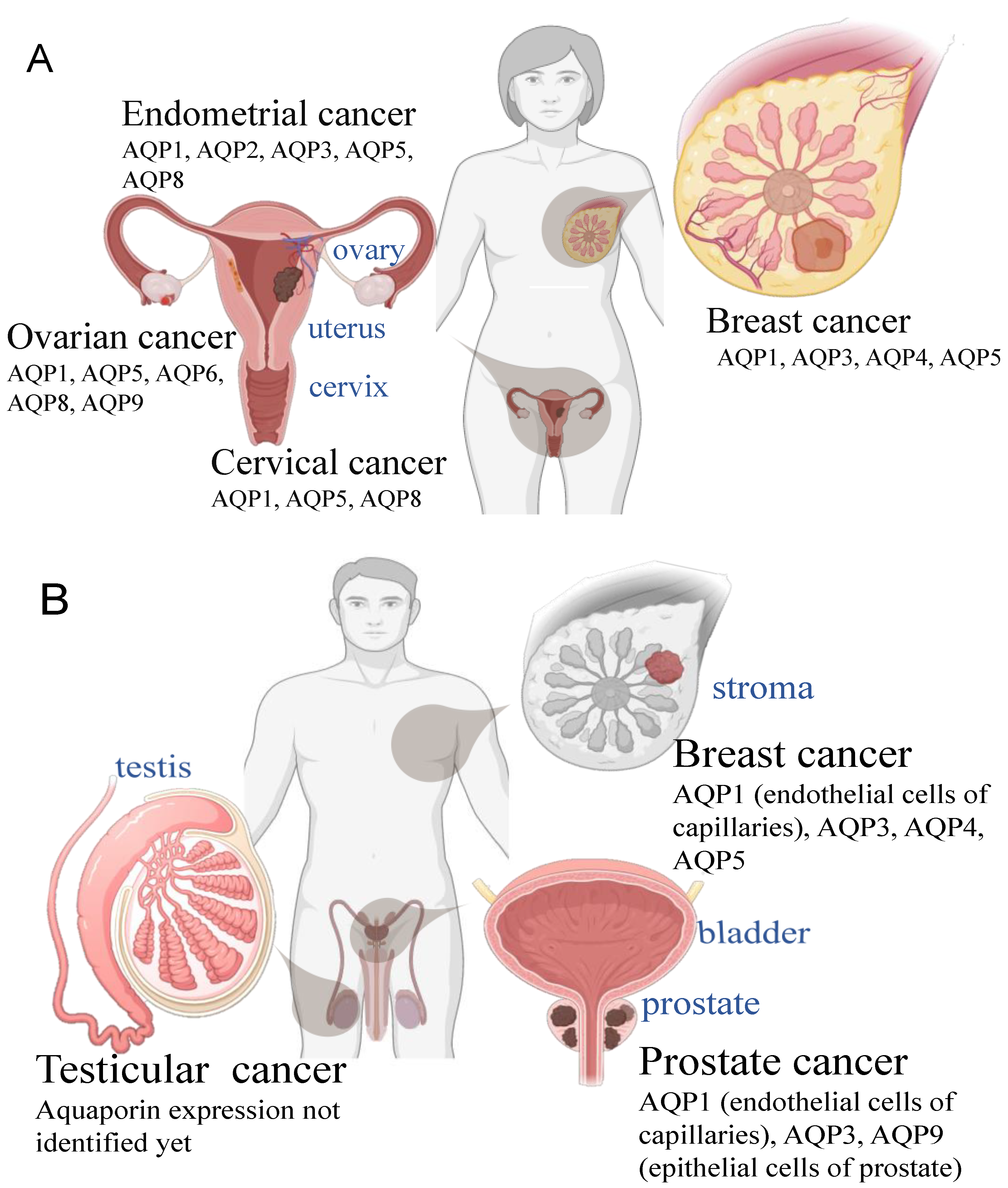Cells 10 00215 g002 Cells 10 00215 g002