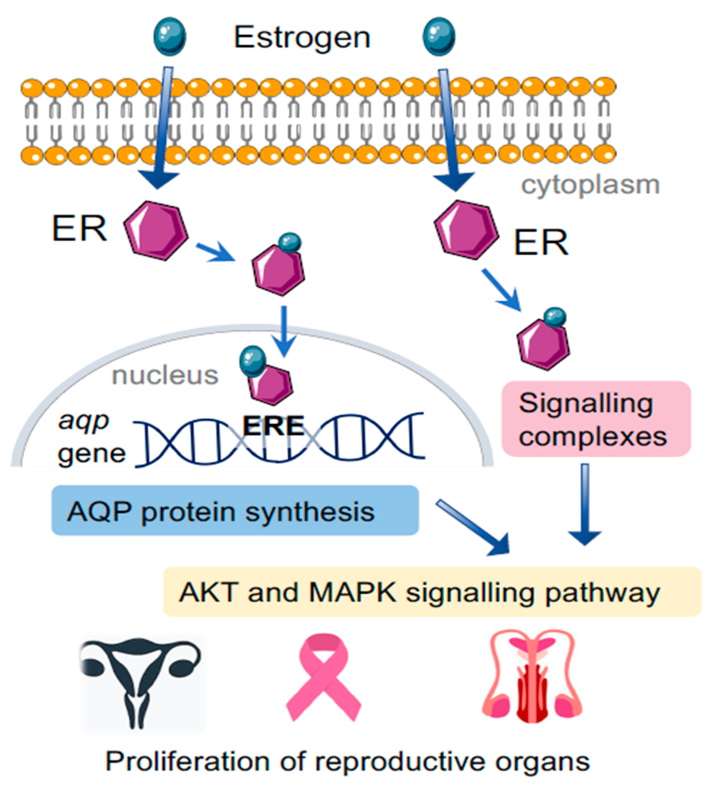 Cells 10 00215 g003 Cells 10 00215 g003