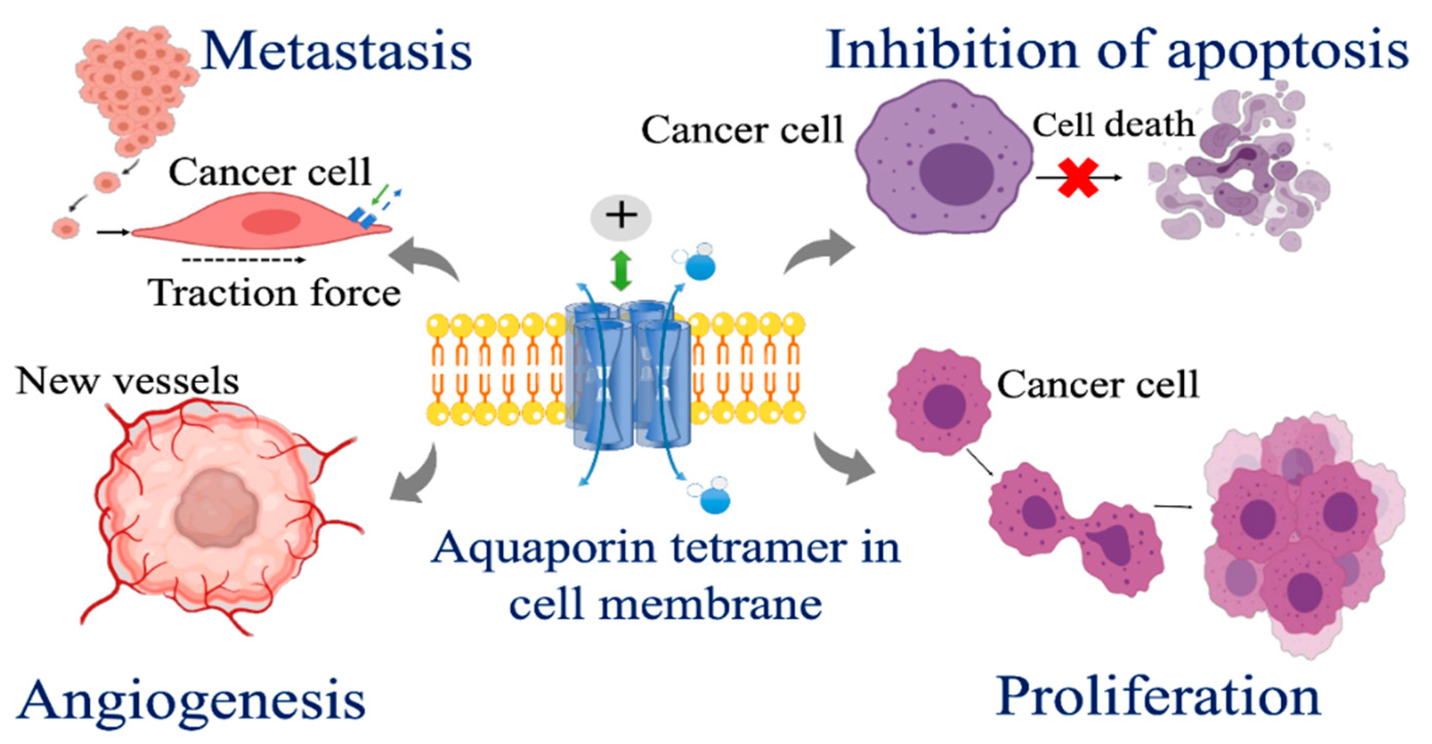Cells 10 00215 g004 Cells 10 00215 g004