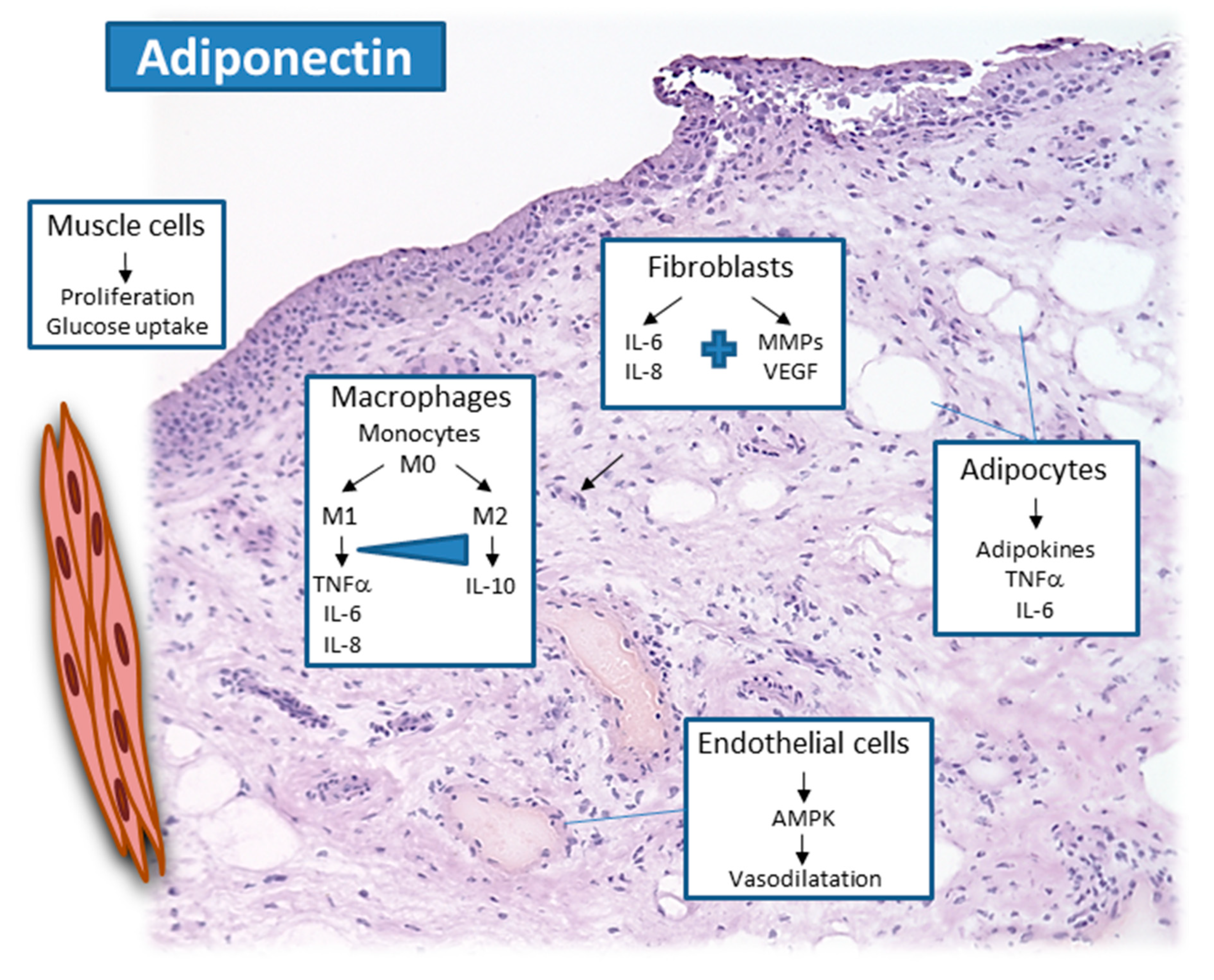 Cells Free Full Text Adipokines And Autoimmunity In Inflammatory Arthritis Html