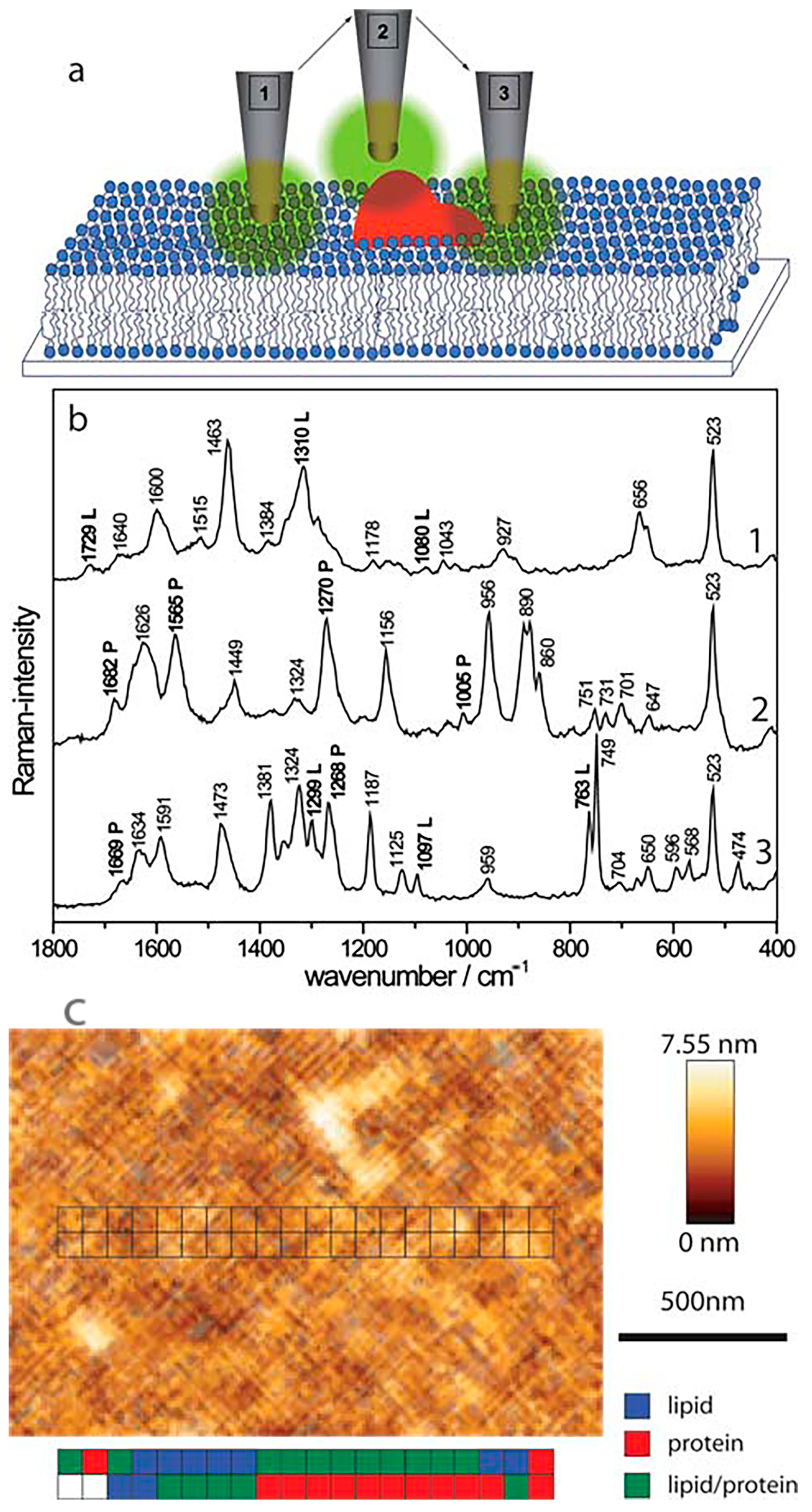 Cells 10 00219 g005 Cells 10 00219 g005