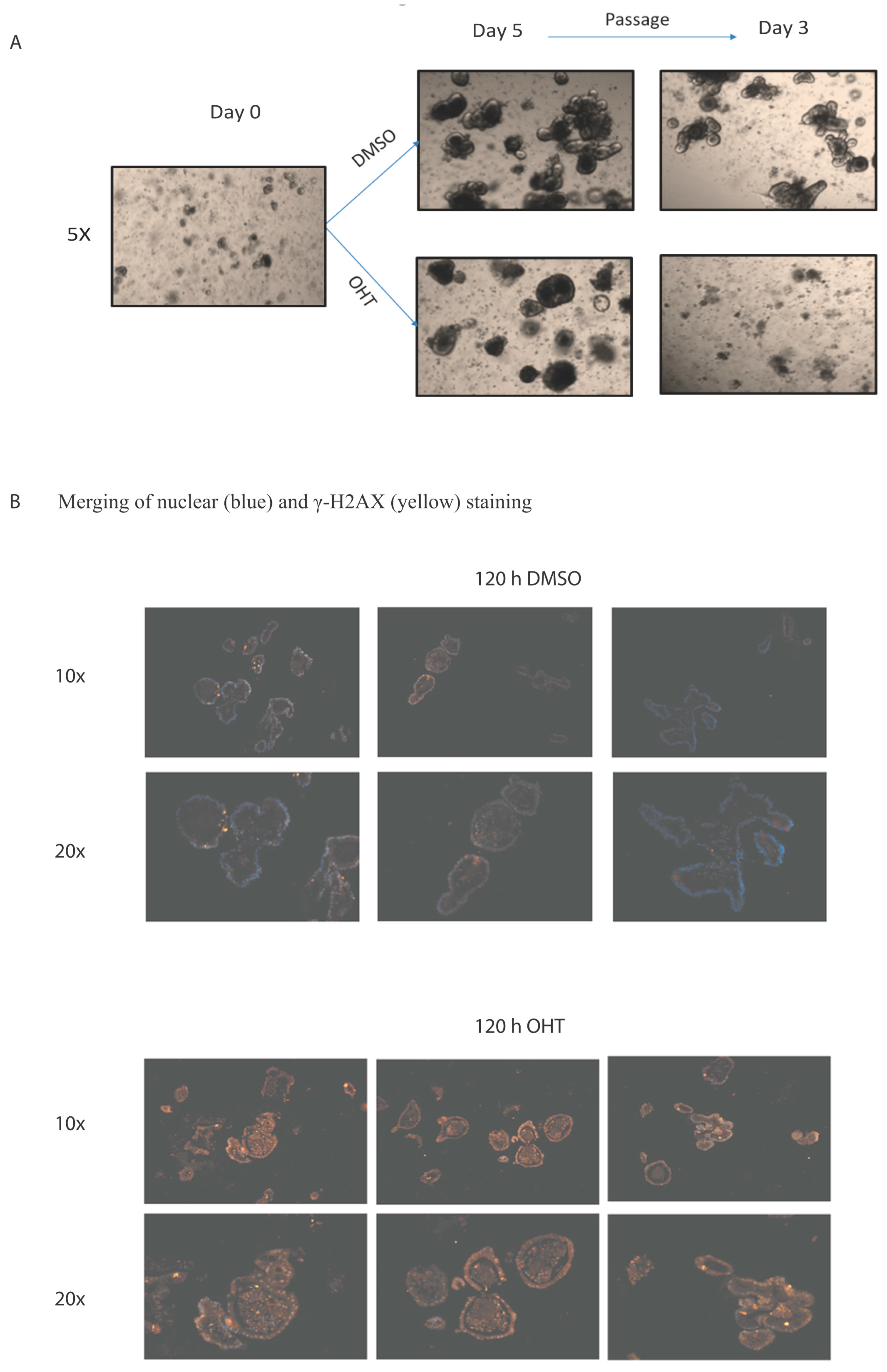 Cells 10 00224 g001 Cells 10 00224 g001