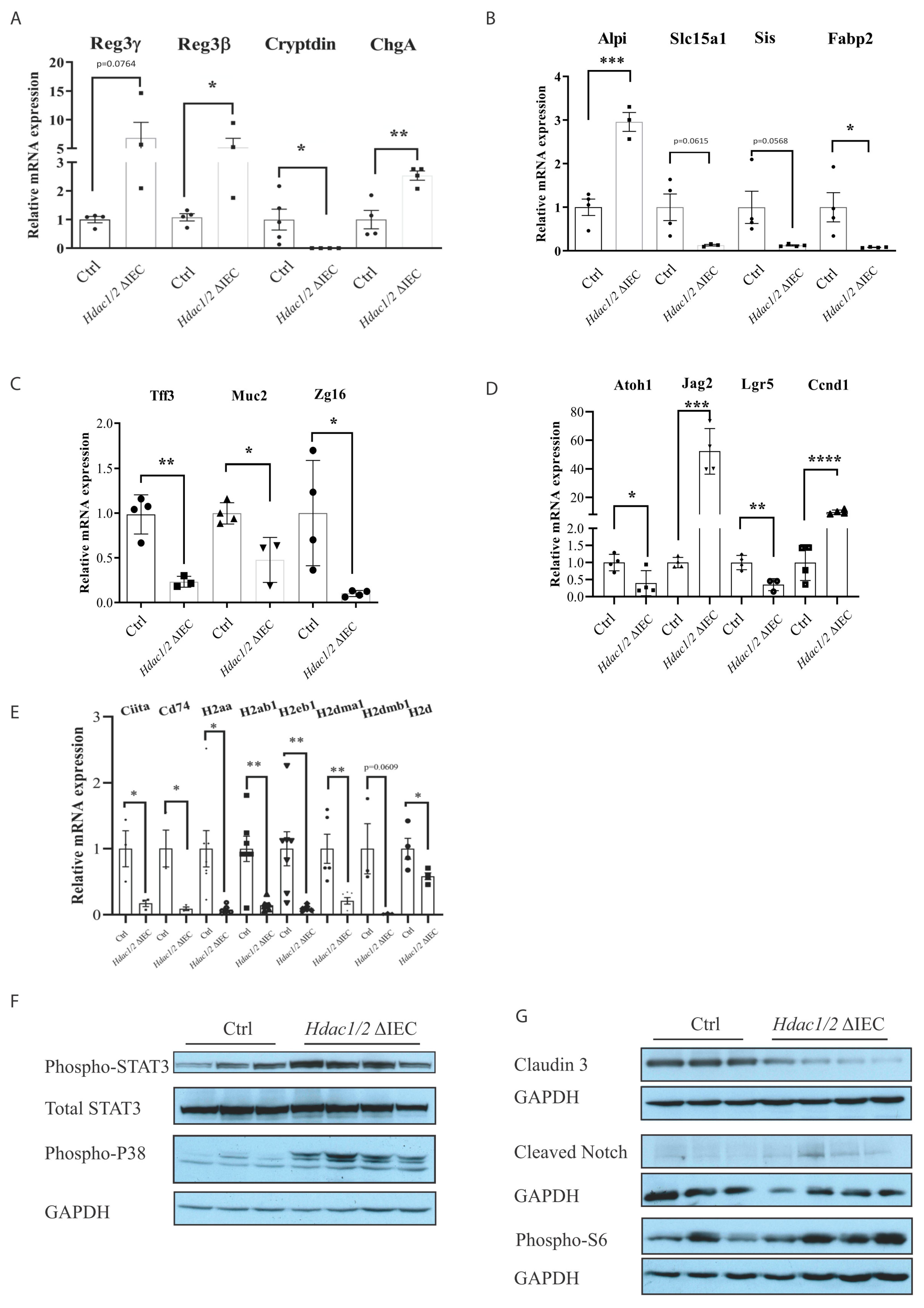 Cells 10 00224 g004 Cells 10 00224 g004