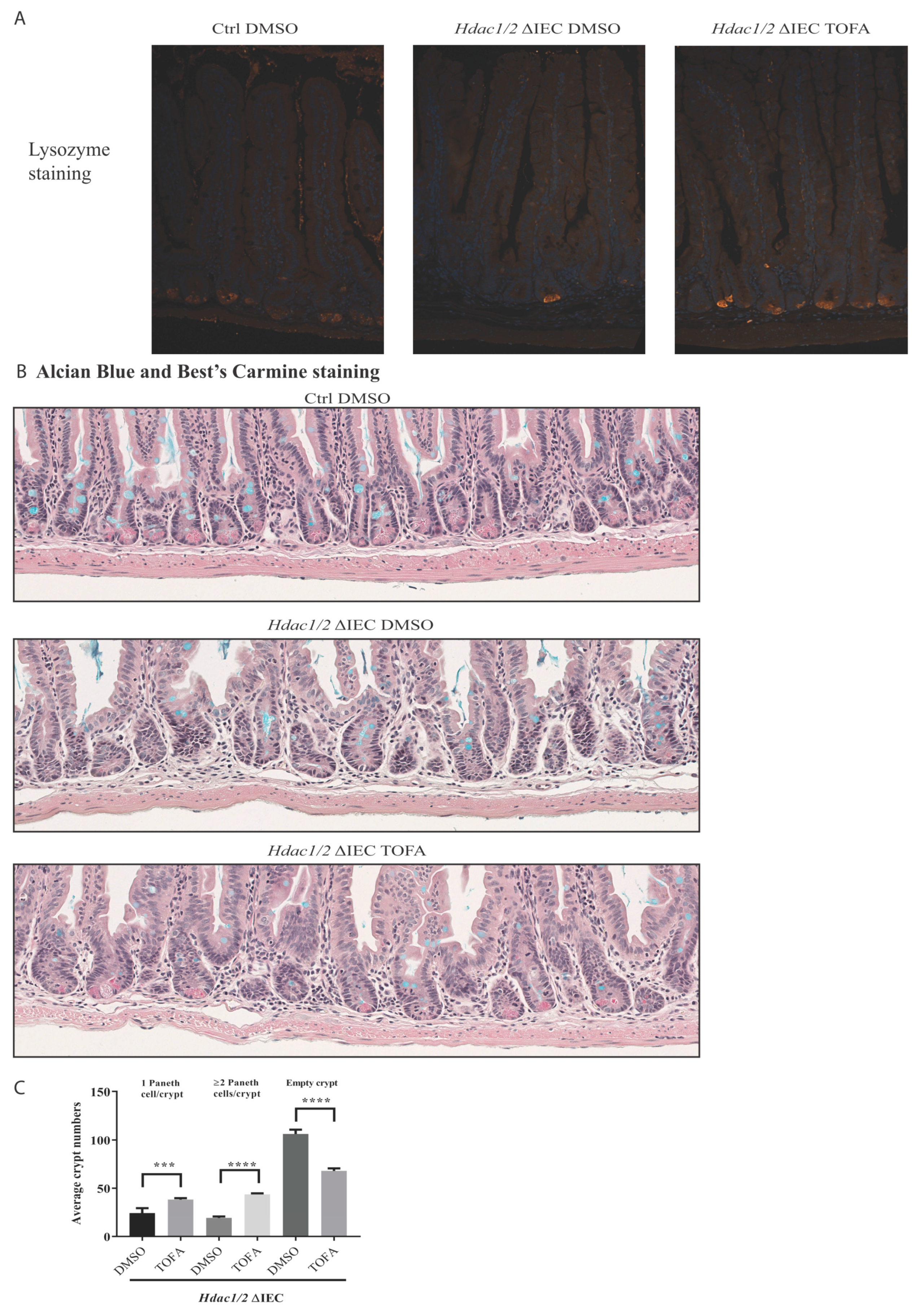 Cells 10 00224 g006 Cells 10 00224 g006
