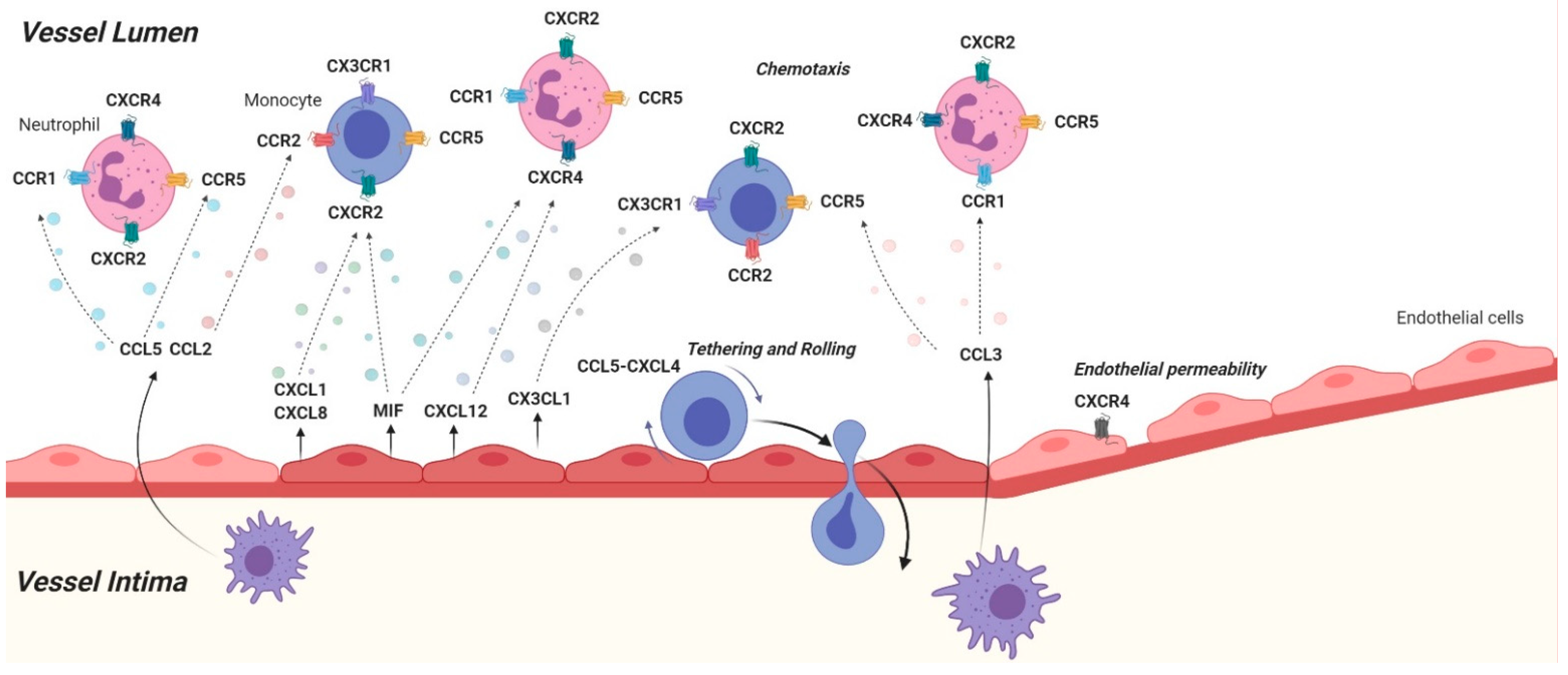 Temporal Relationships Between Circulating Levels of CC and CXC Chemokines  and Developing Atherosclerosis in Apolipoprotein E*3 Leiden Mice