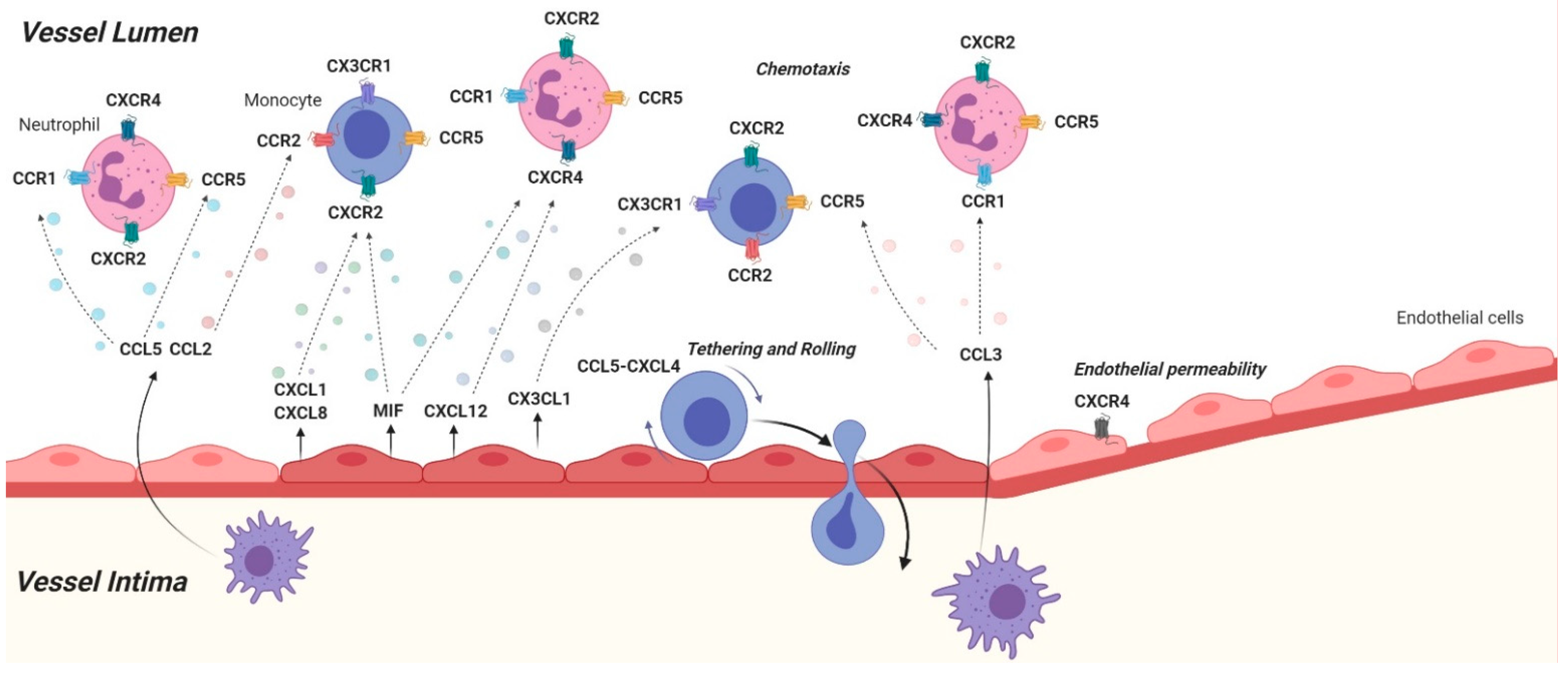 Thorns Modish Athletic Cells | Free Full-Text | Inflammatory Chemokines in Atherosclerosis | HTML