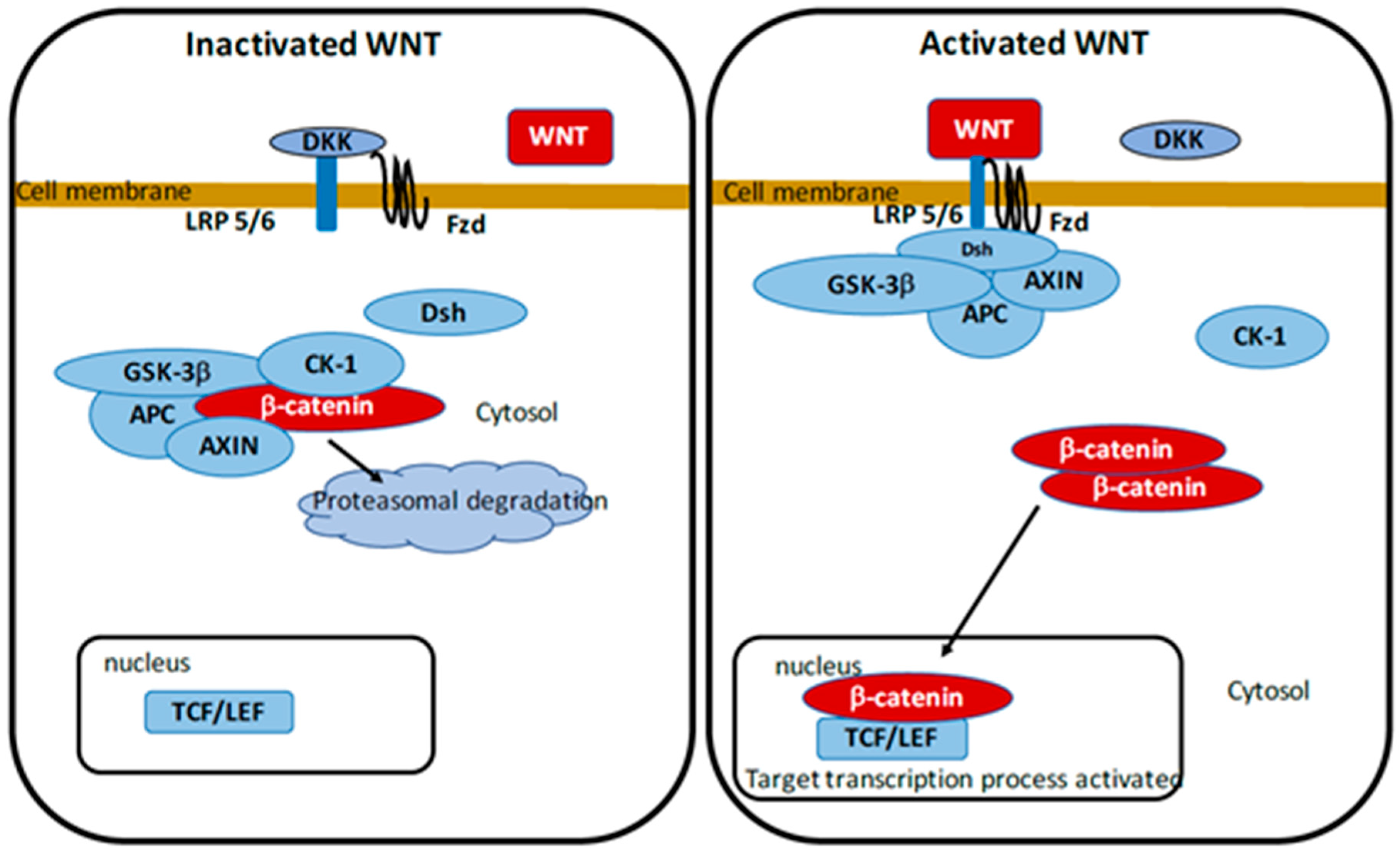 Cells 10 00230 g001 Cells 10 00230 g001