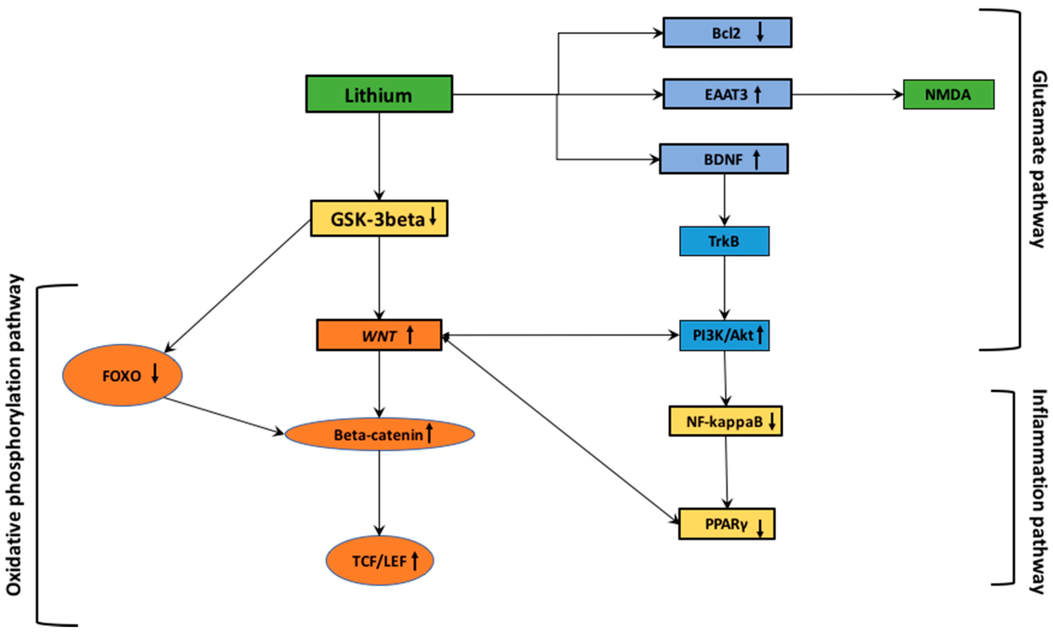 Cells 10 00230 g002 Cells 10 00230 g002