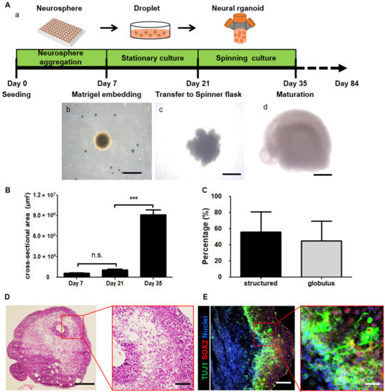 Modeling of Hypoxic Brain Injury through 3D Human Neural