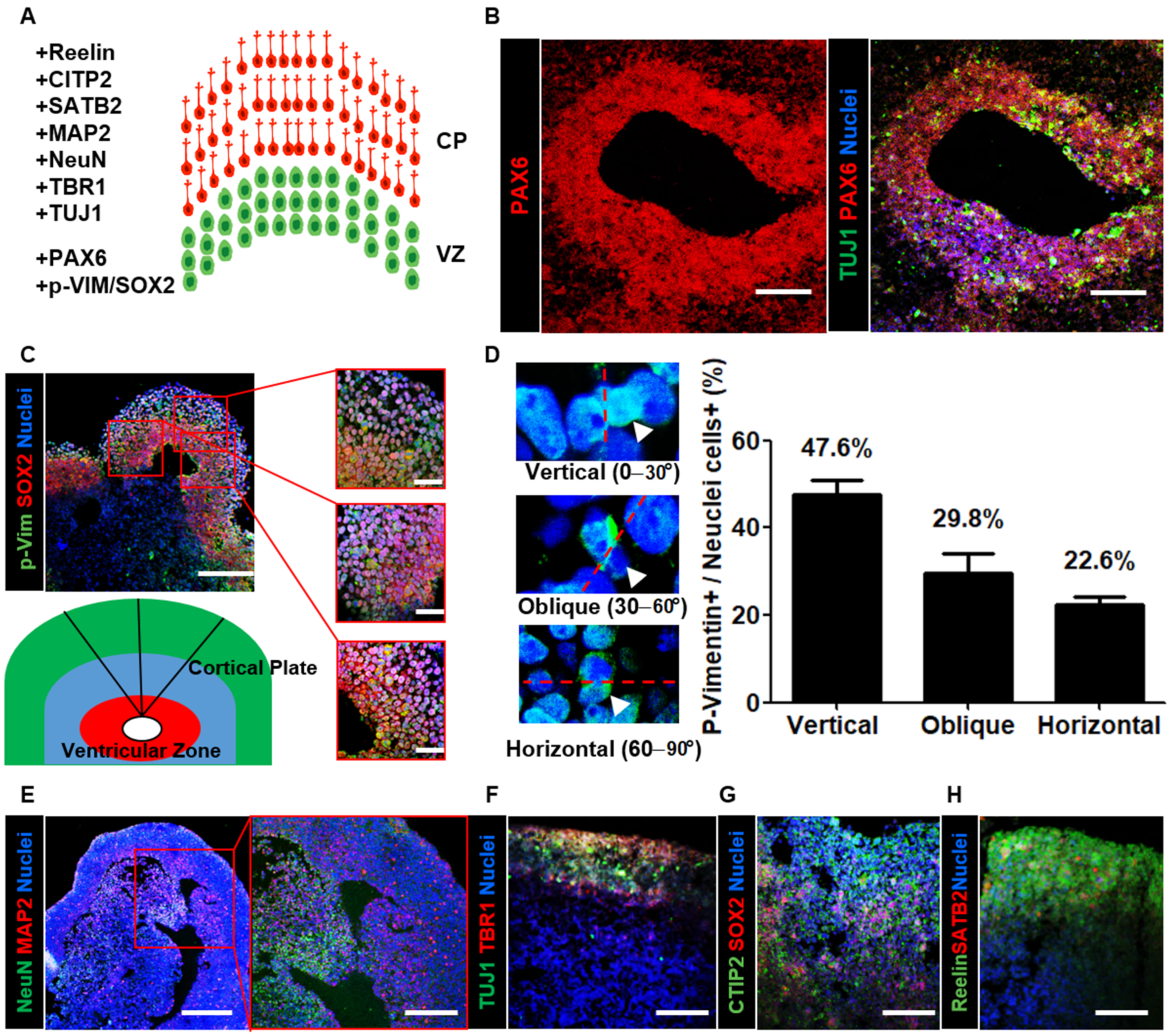 Cells 10 00234 g002 Cells 10 00234 g002
