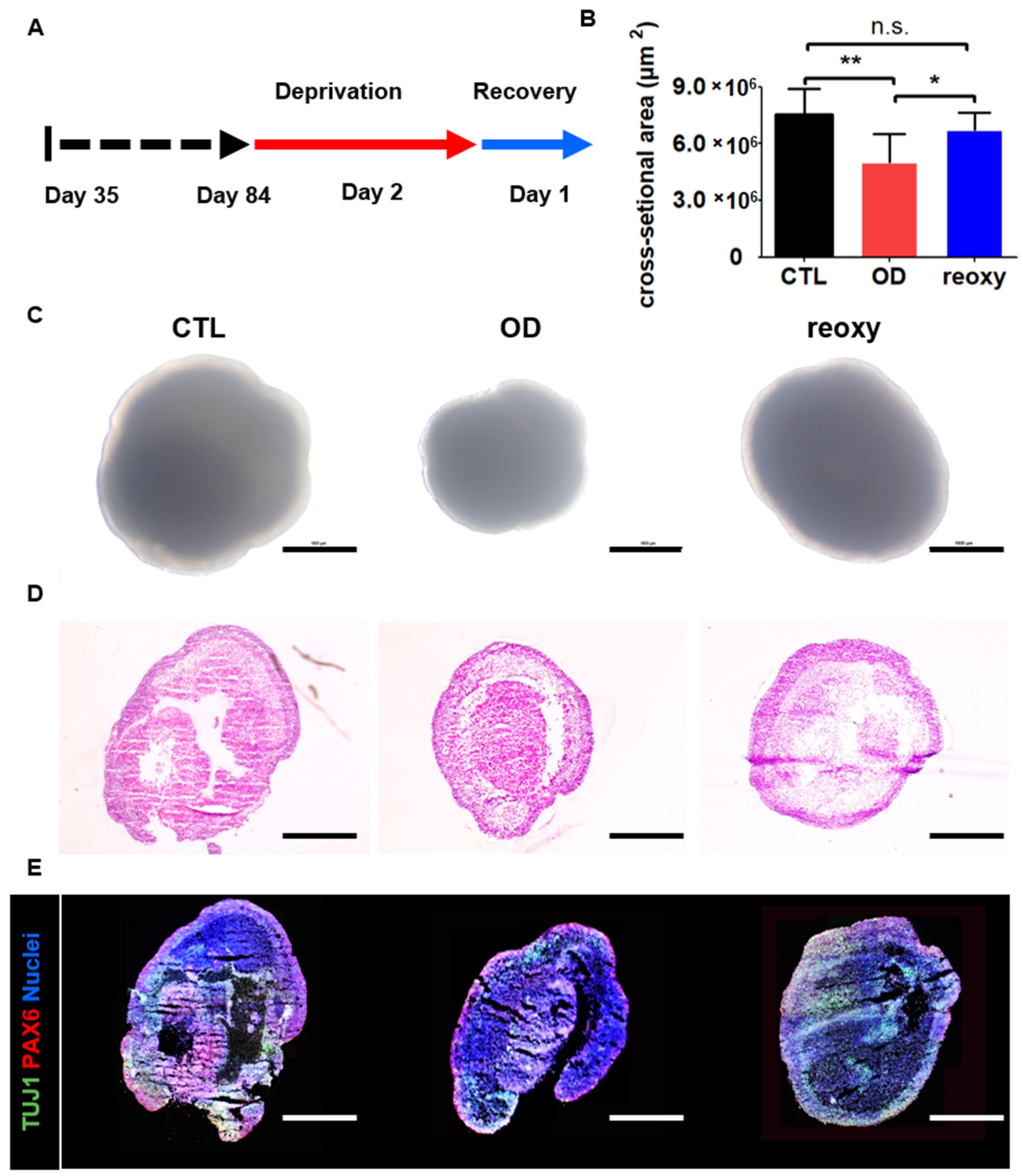 Cells 10 00234 g004 Cells 10 00234 g004