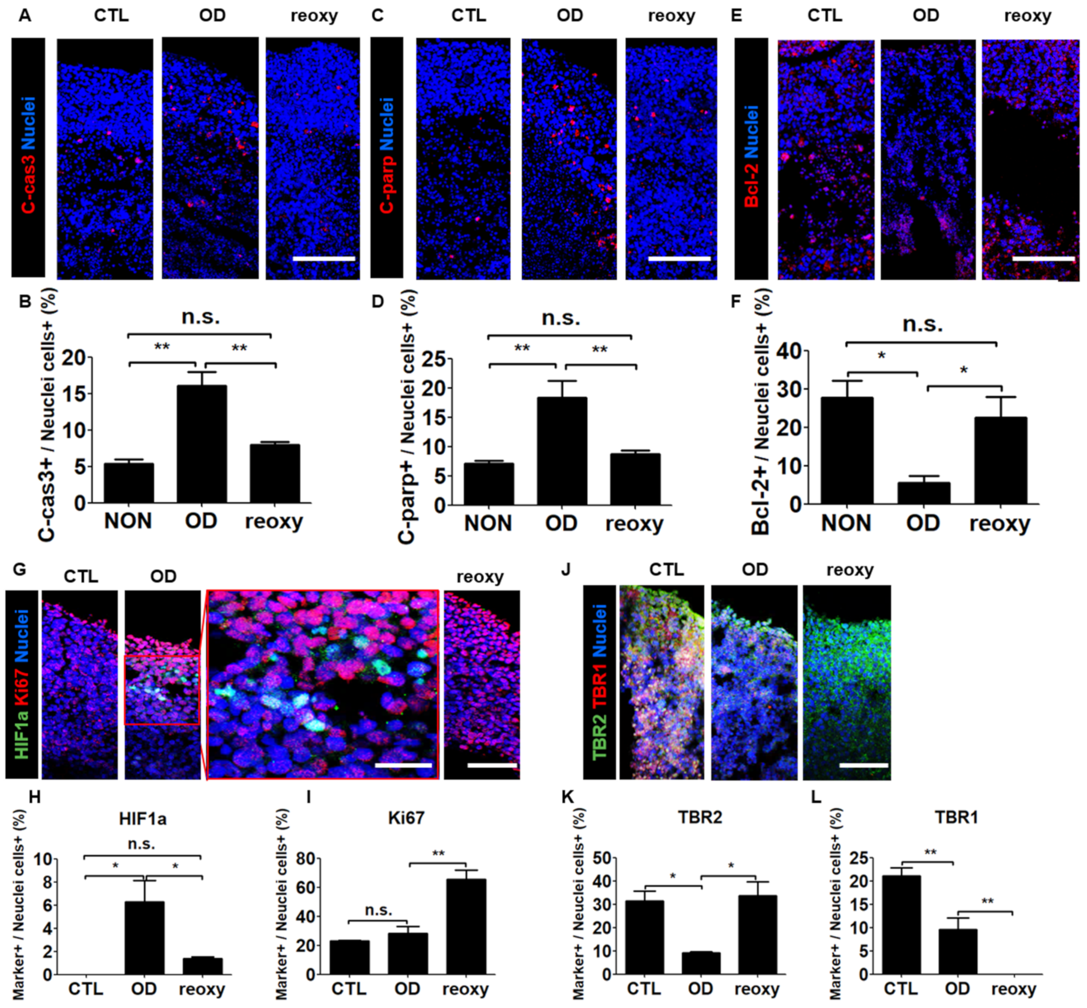 Cells 10 00234 g005 Cells 10 00234 g005