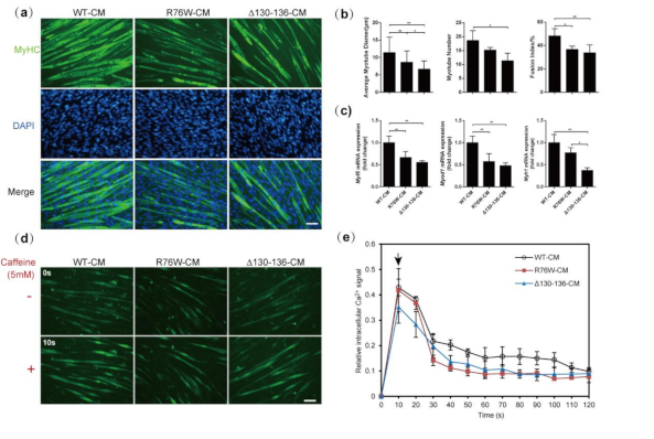 Cells 10 00237 g003 Cells 10 00237 g003