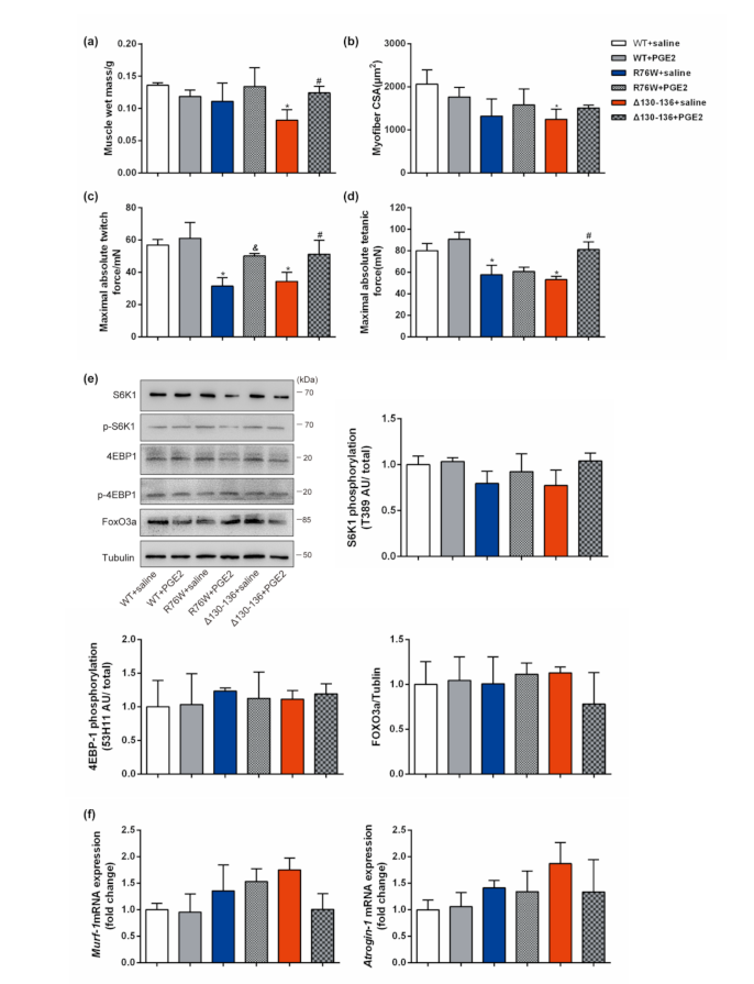 Cells 10 00237 g005 Cells 10 00237 g005