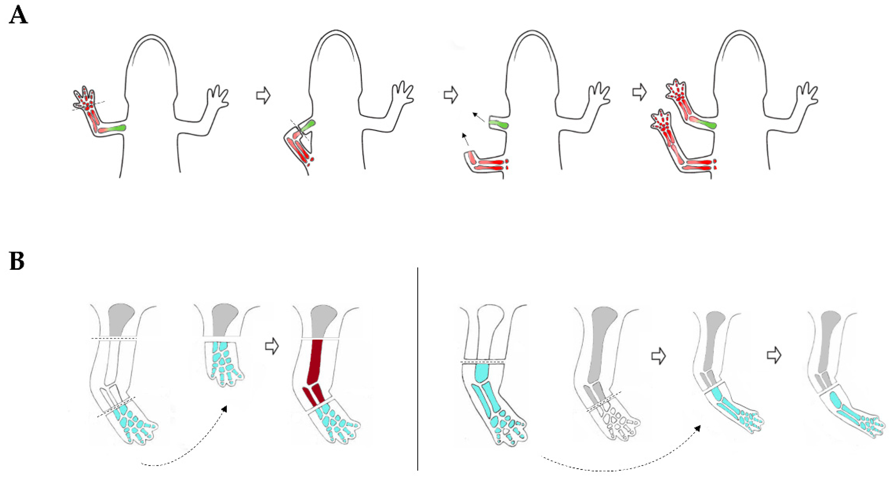 Cells 10 00242 g004 Cells 10 00242 g004