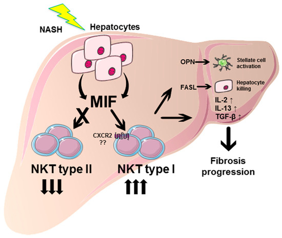 Unexpected Pro-Fibrotic Effect of MIF in Non-Alcoholic  