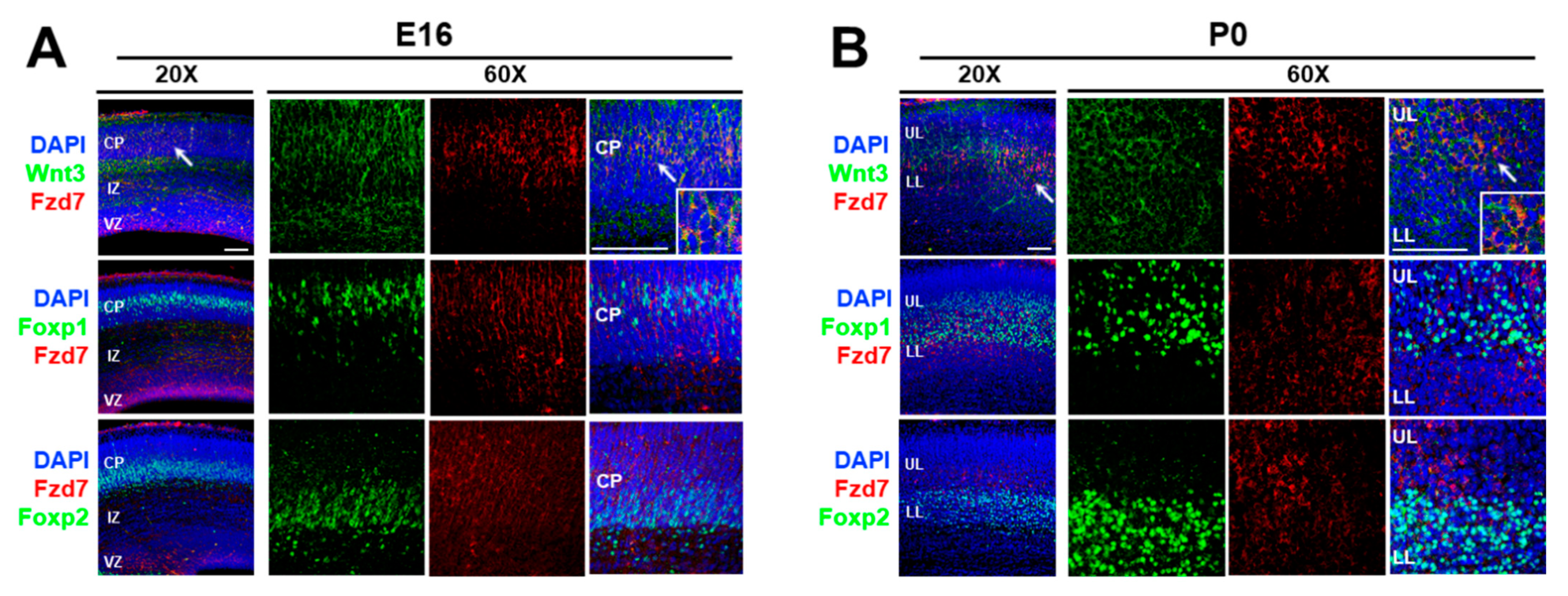 Cells 10 00253 g002 Cells 10 00253 g002