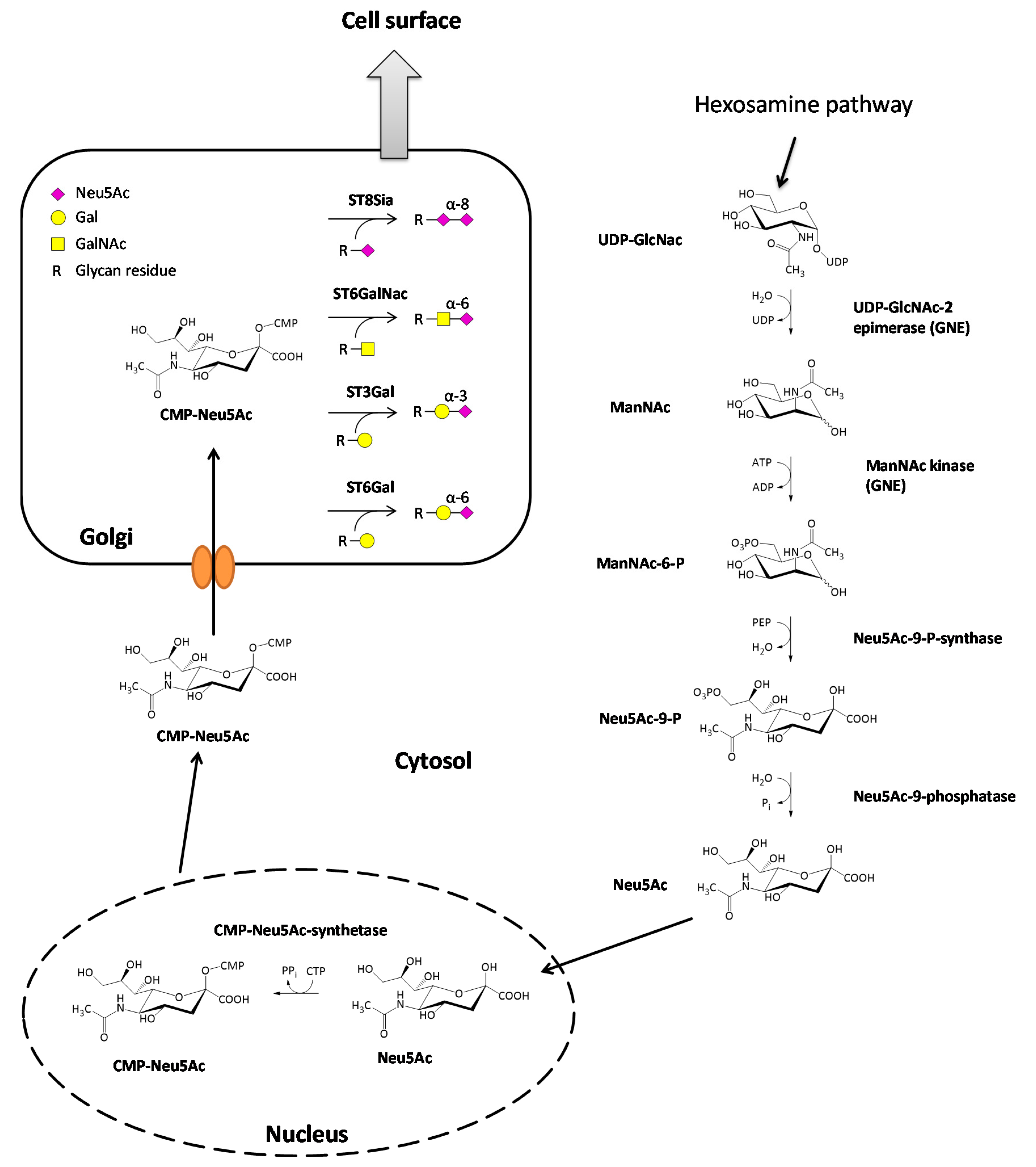 Sialic Acid