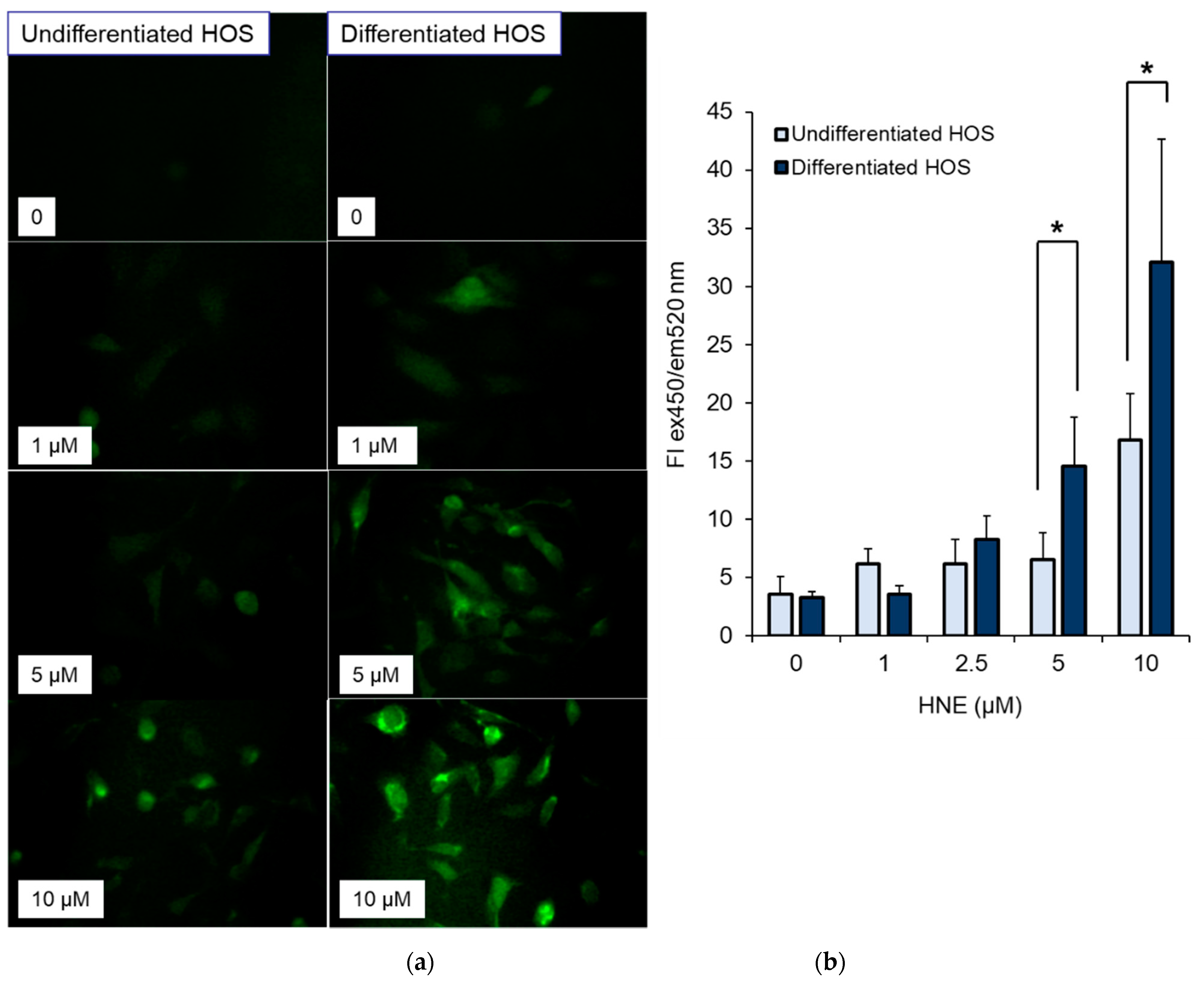 Cells 10 00269 g005 Cells 10 00269 g005