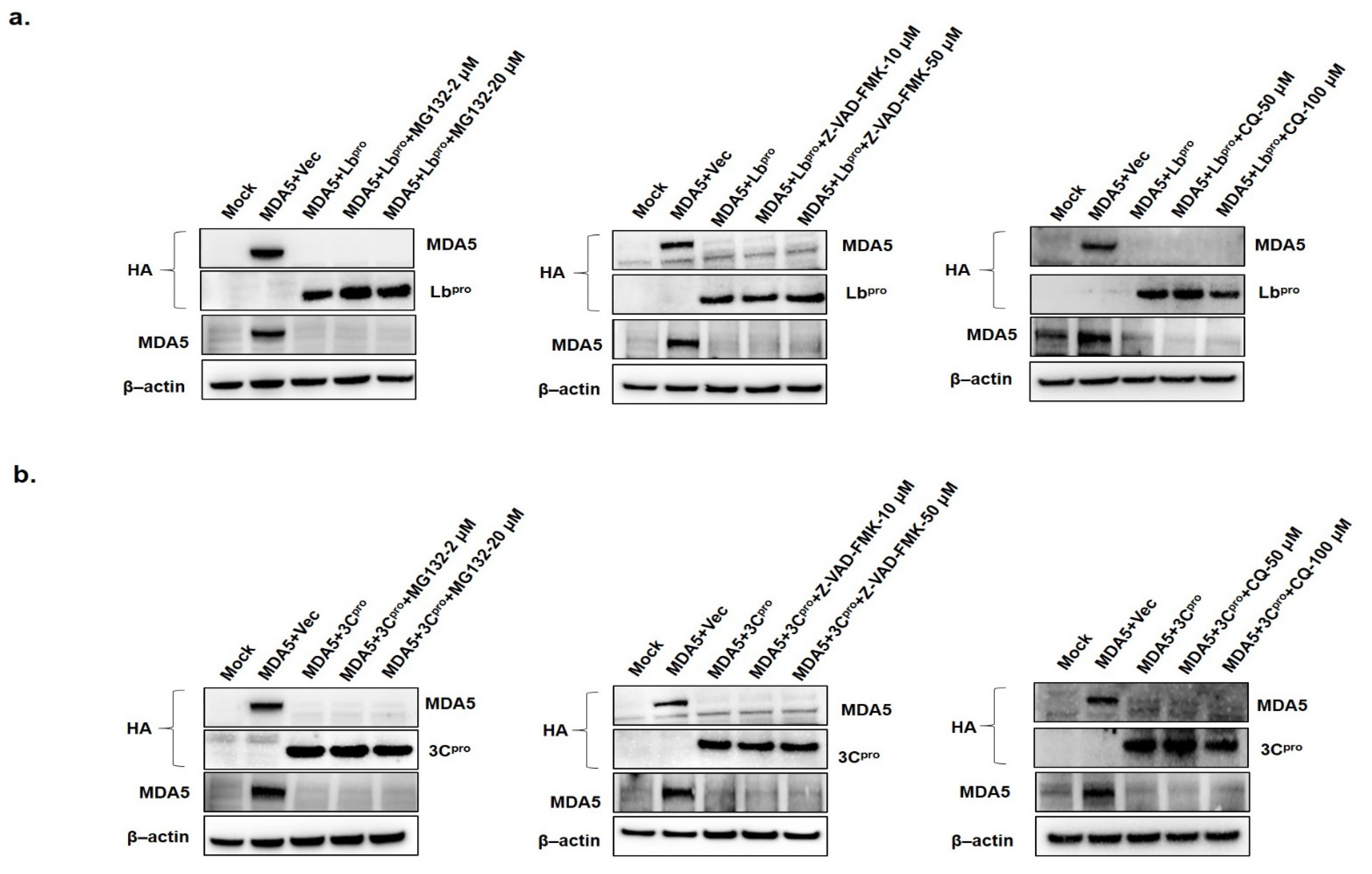 Cells 10 00271 g004 Cells 10 00271 g004