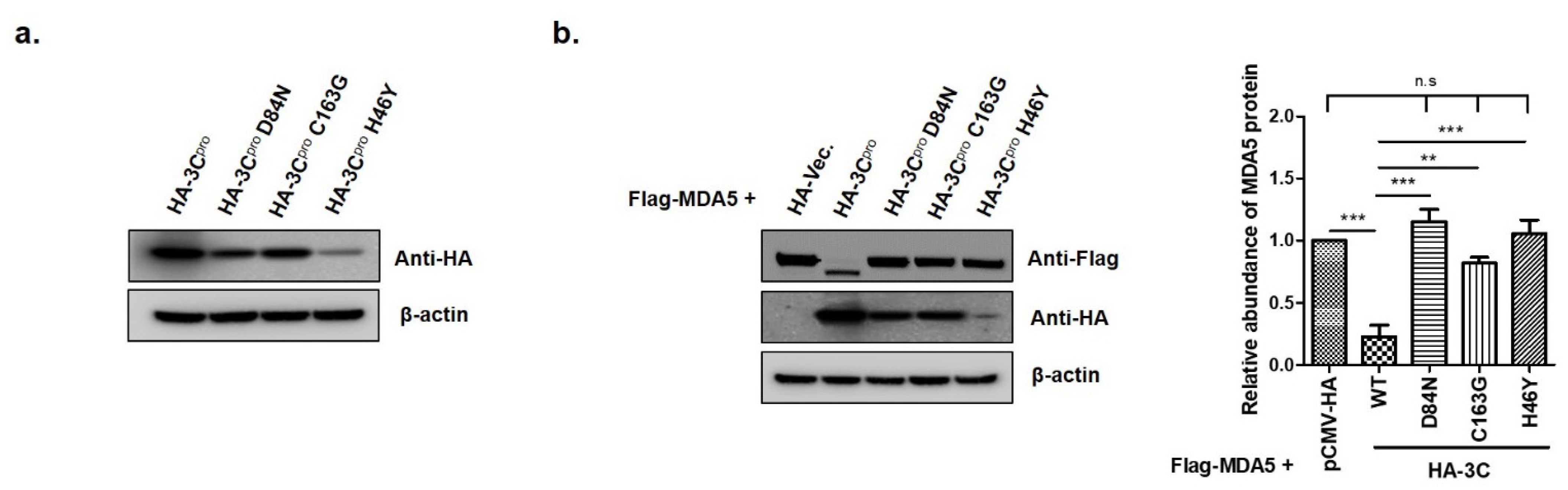 Cells 10 00271 g005 Cells 10 00271 g005