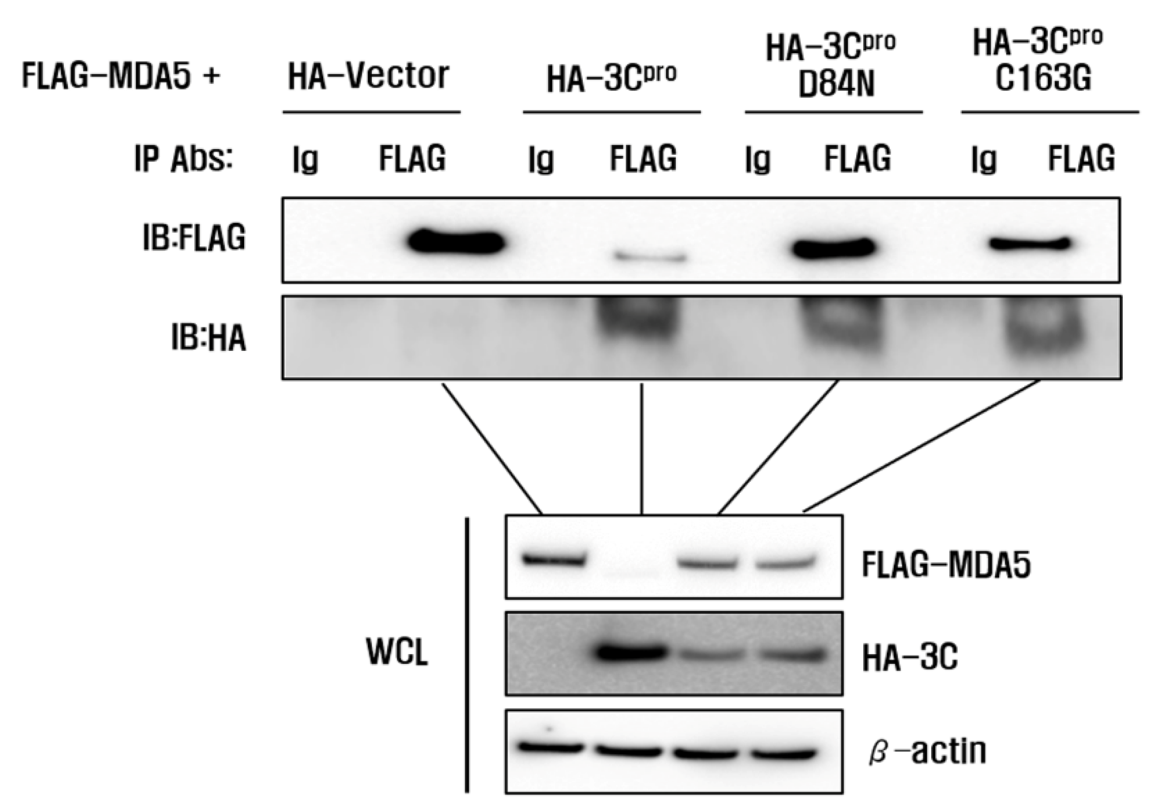 Cells 10 00271 g006 Cells 10 00271 g006