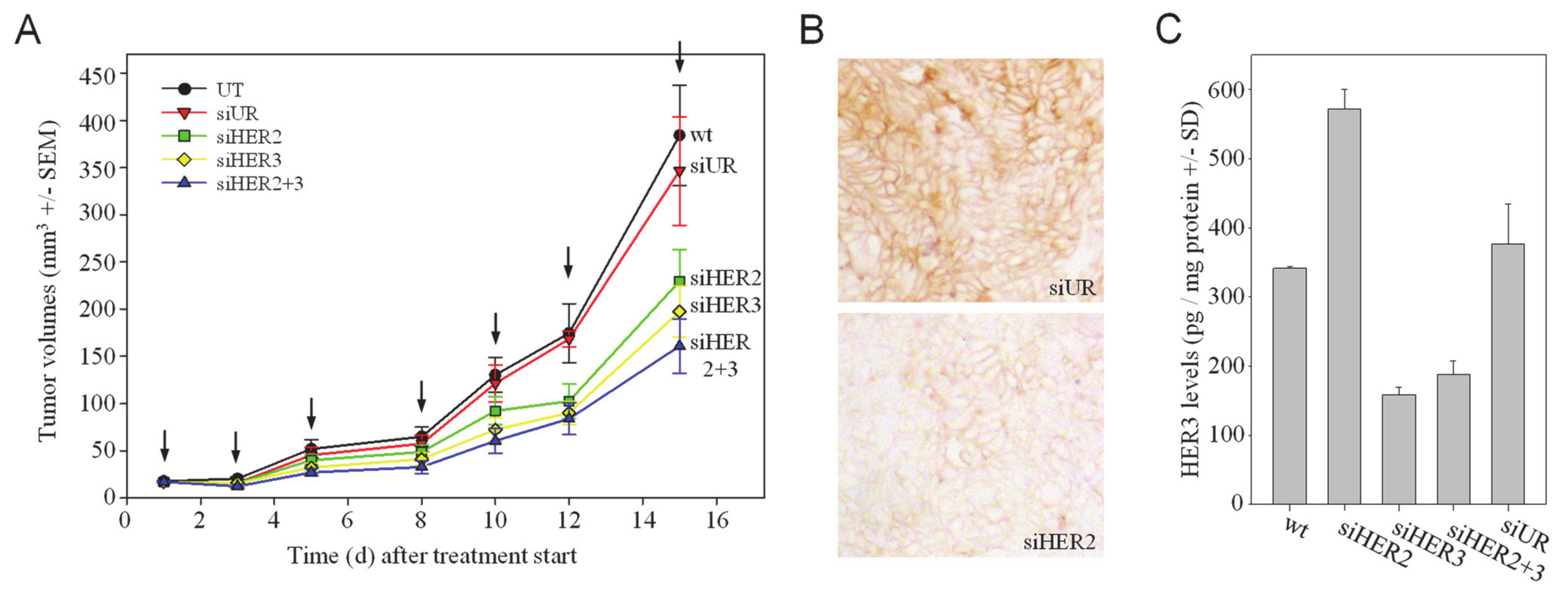 Cells 10 00272 g002 Cells 10 00272 g002