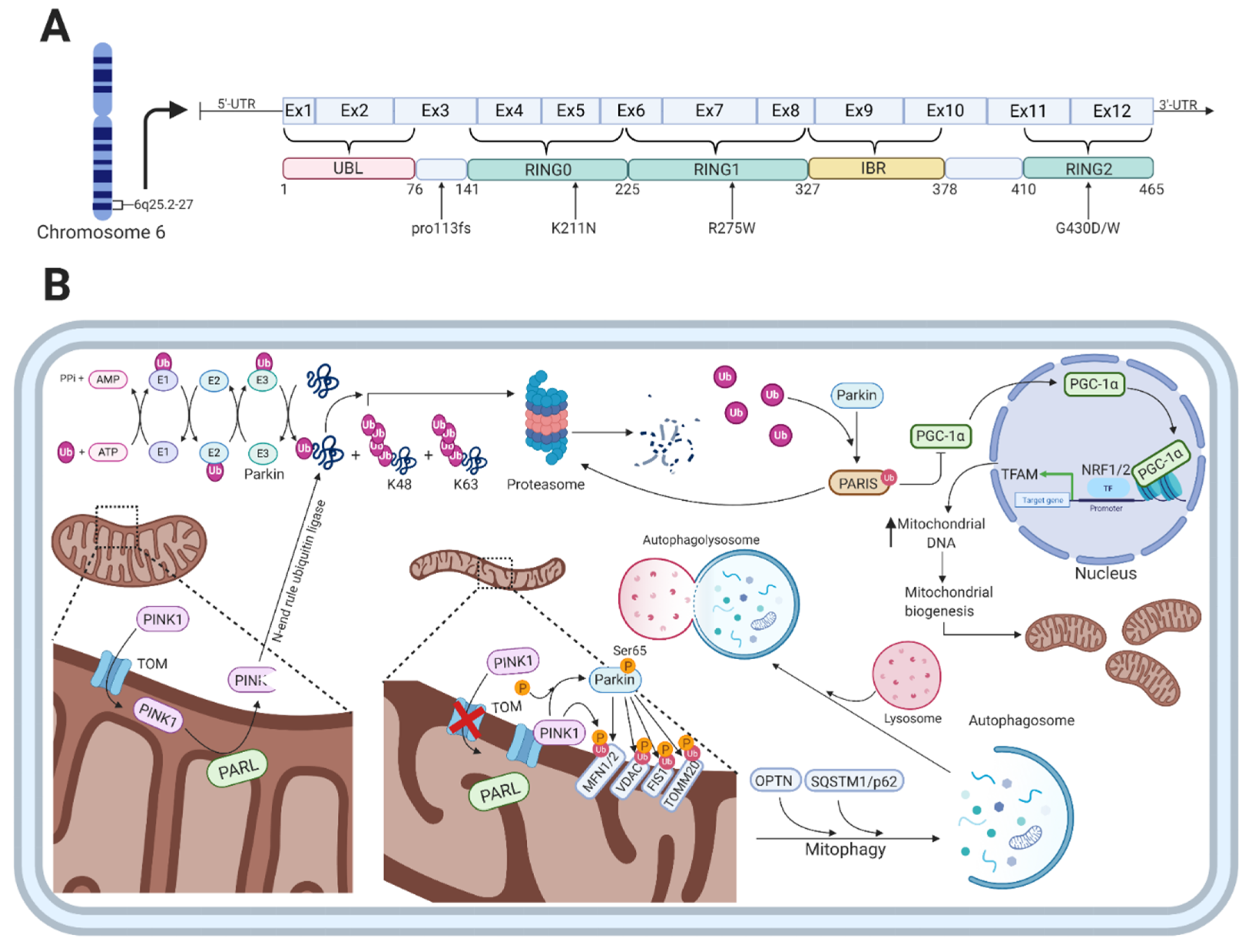 Cells 10 00283 g002