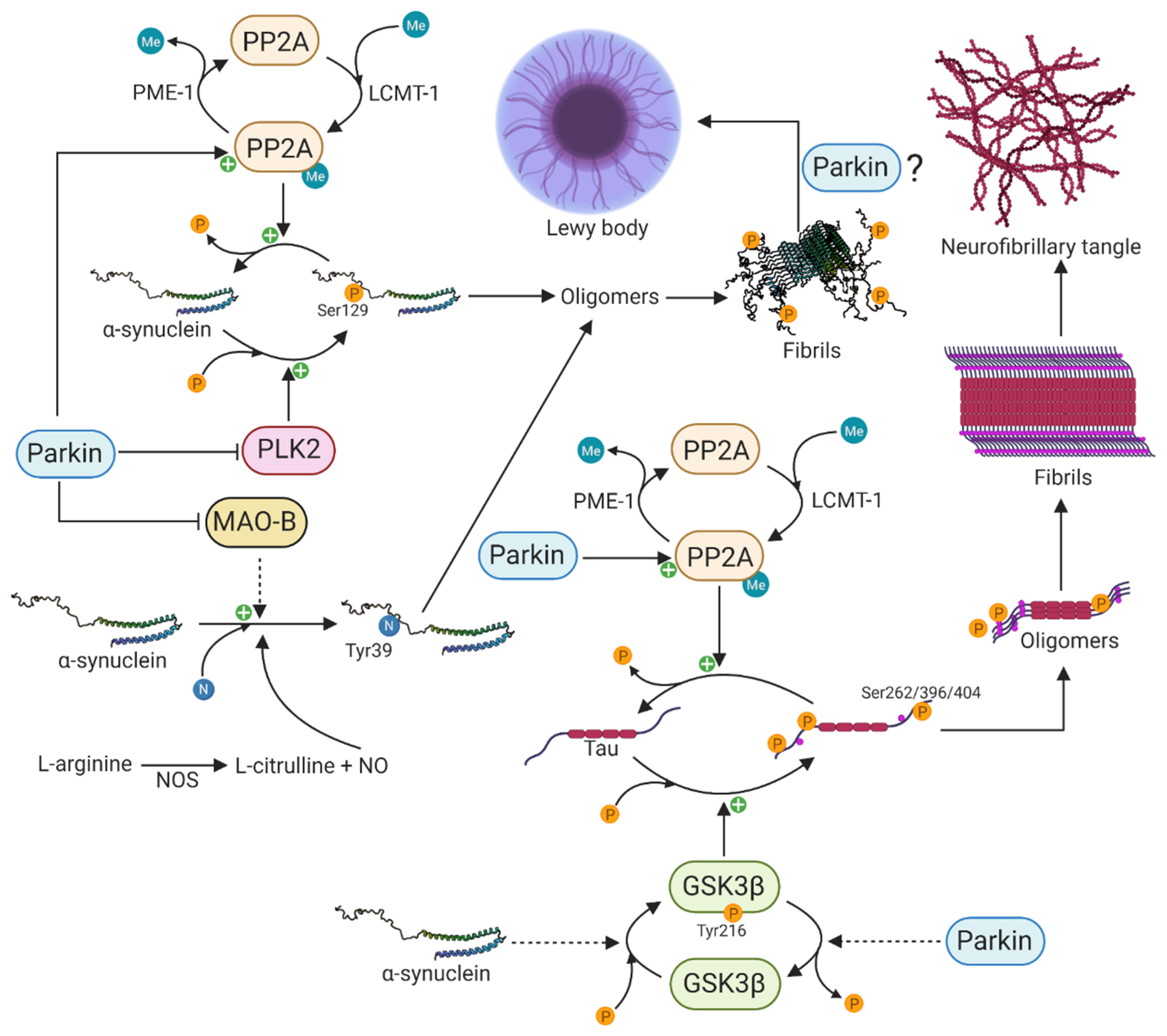 Cells 10 00283 g003