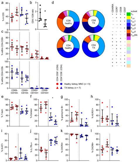 CD8 and CD4 T Cell Populations in Human Kidneys