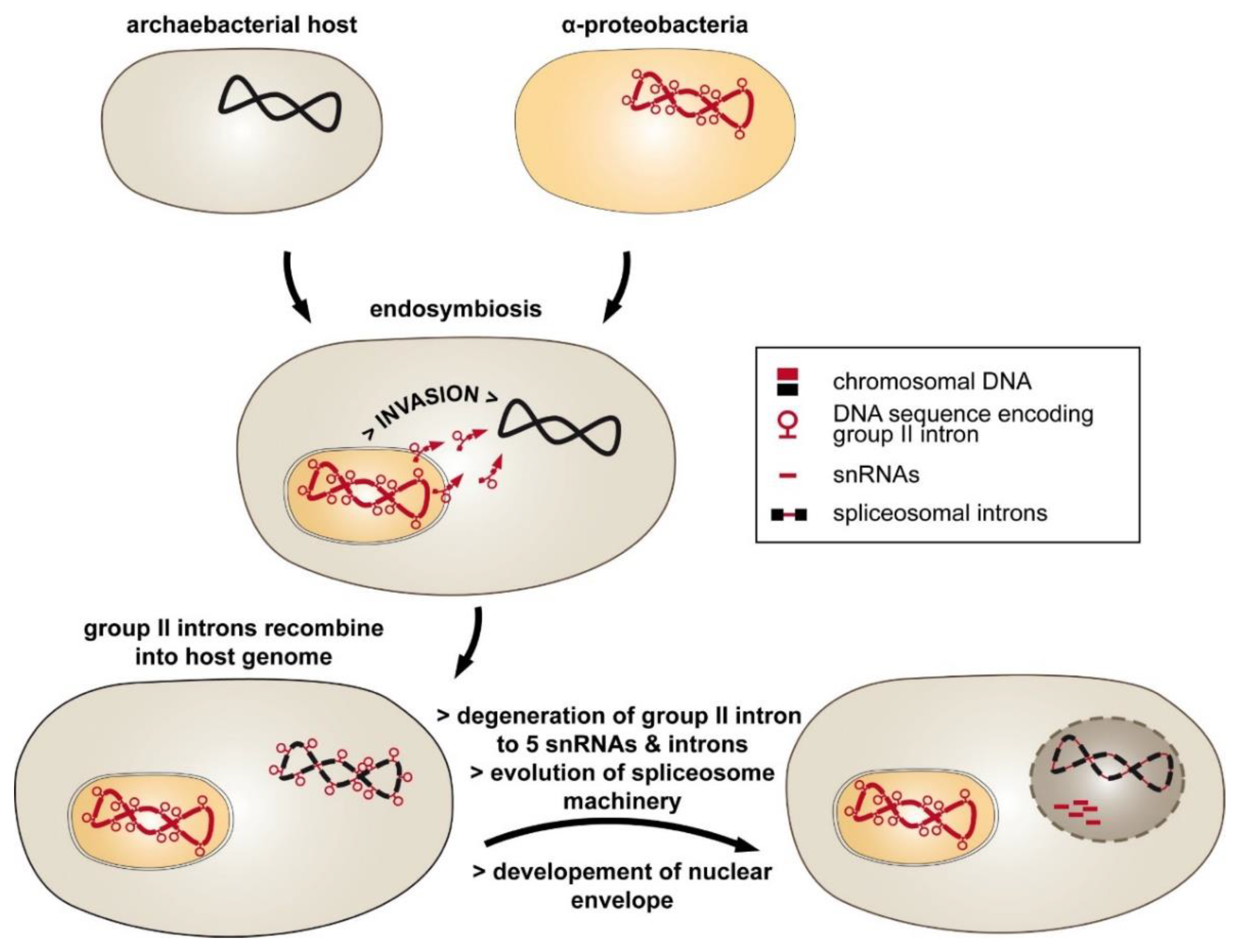 https://www.mdpi.com/cells/cells-10-00290/article_deploy/html/images/cells-10-00290-g001.png