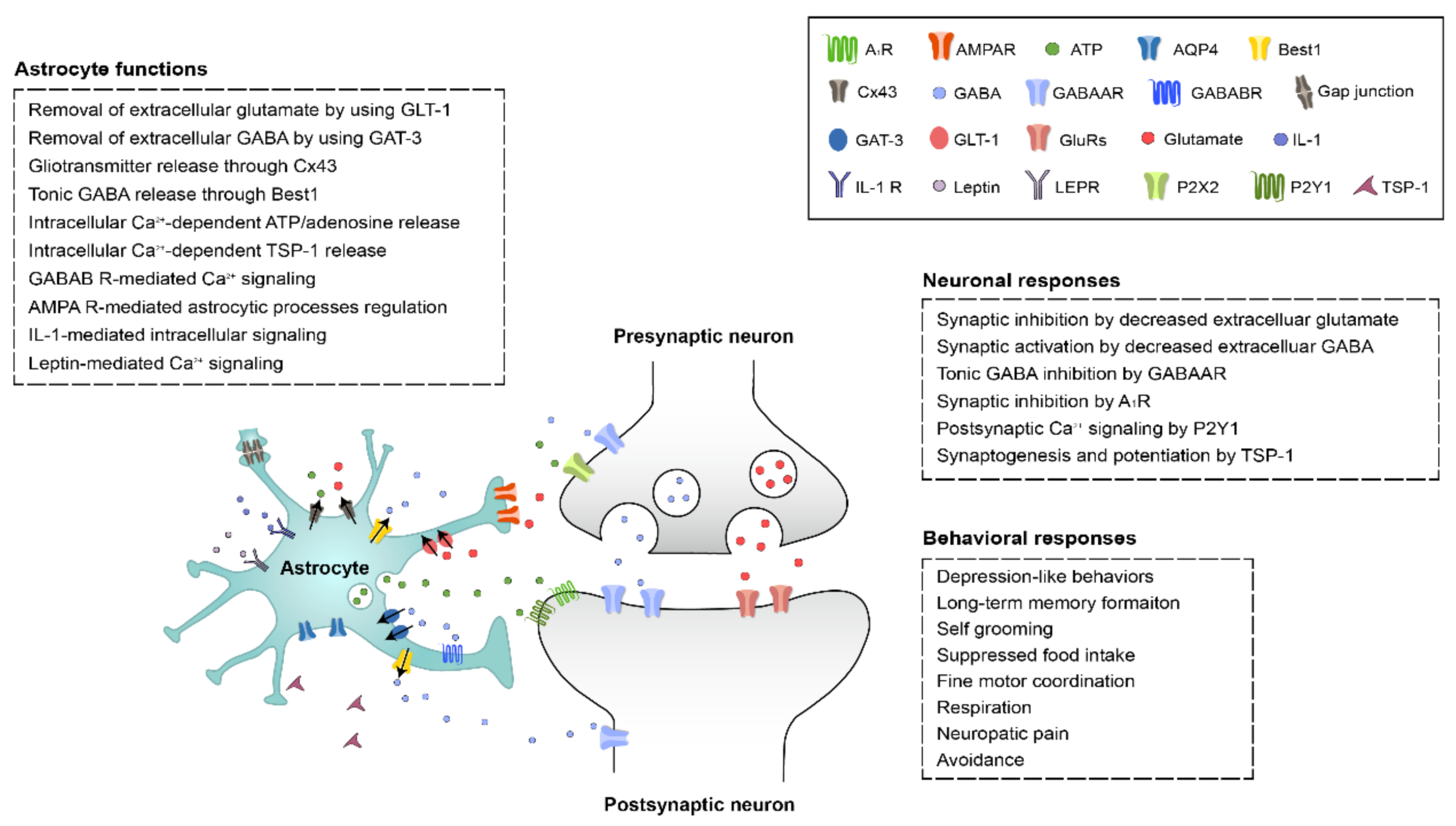 Purkinje cell dopaminergic inputs to astrocytes regulate  cerebellar-dependent behavior