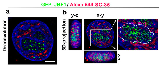 The SC-35 Splicing Factor Interacts with RNA Pol II and A