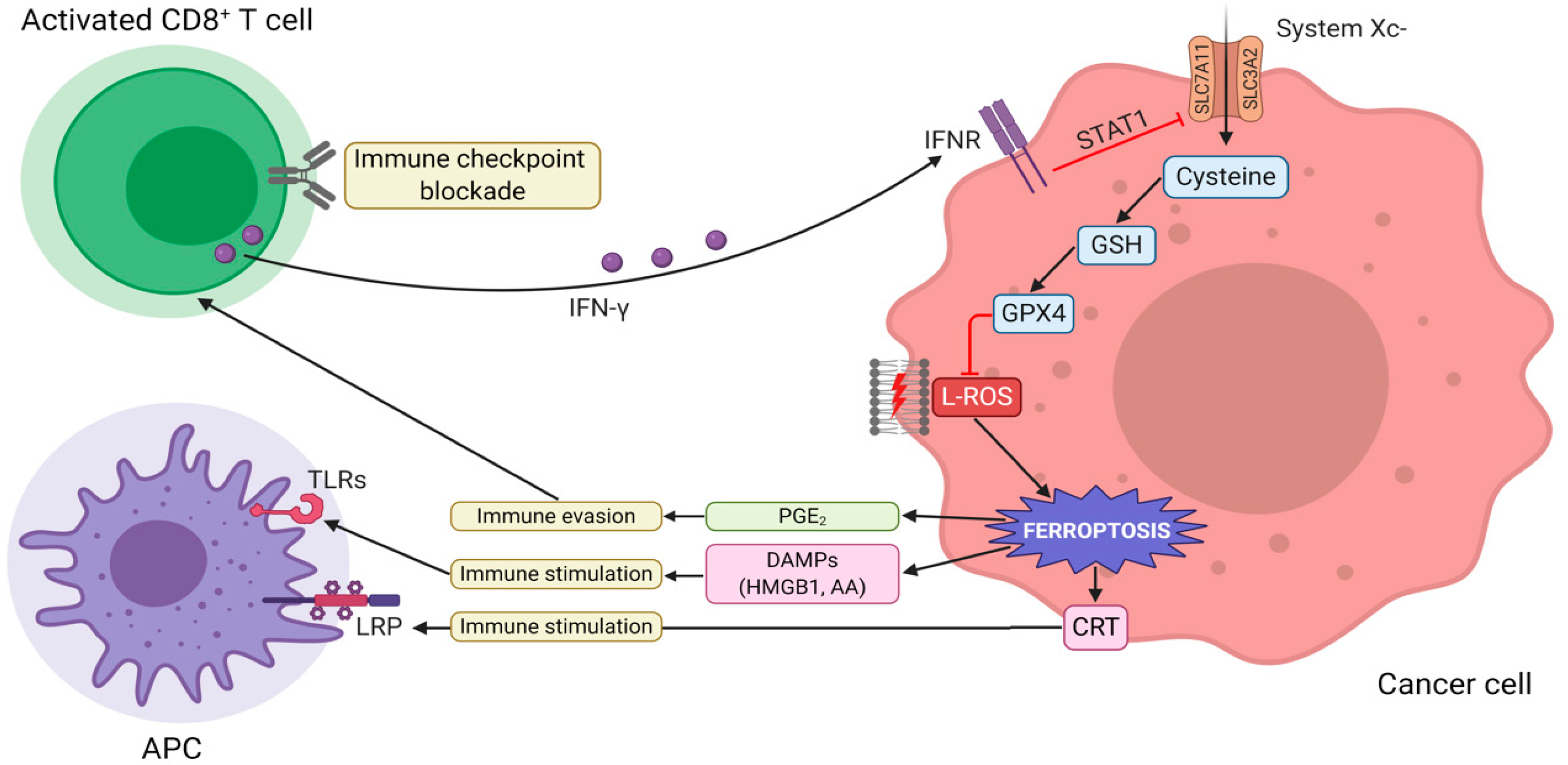 Cells 10 00303 g002 Cells 10 00303 g002