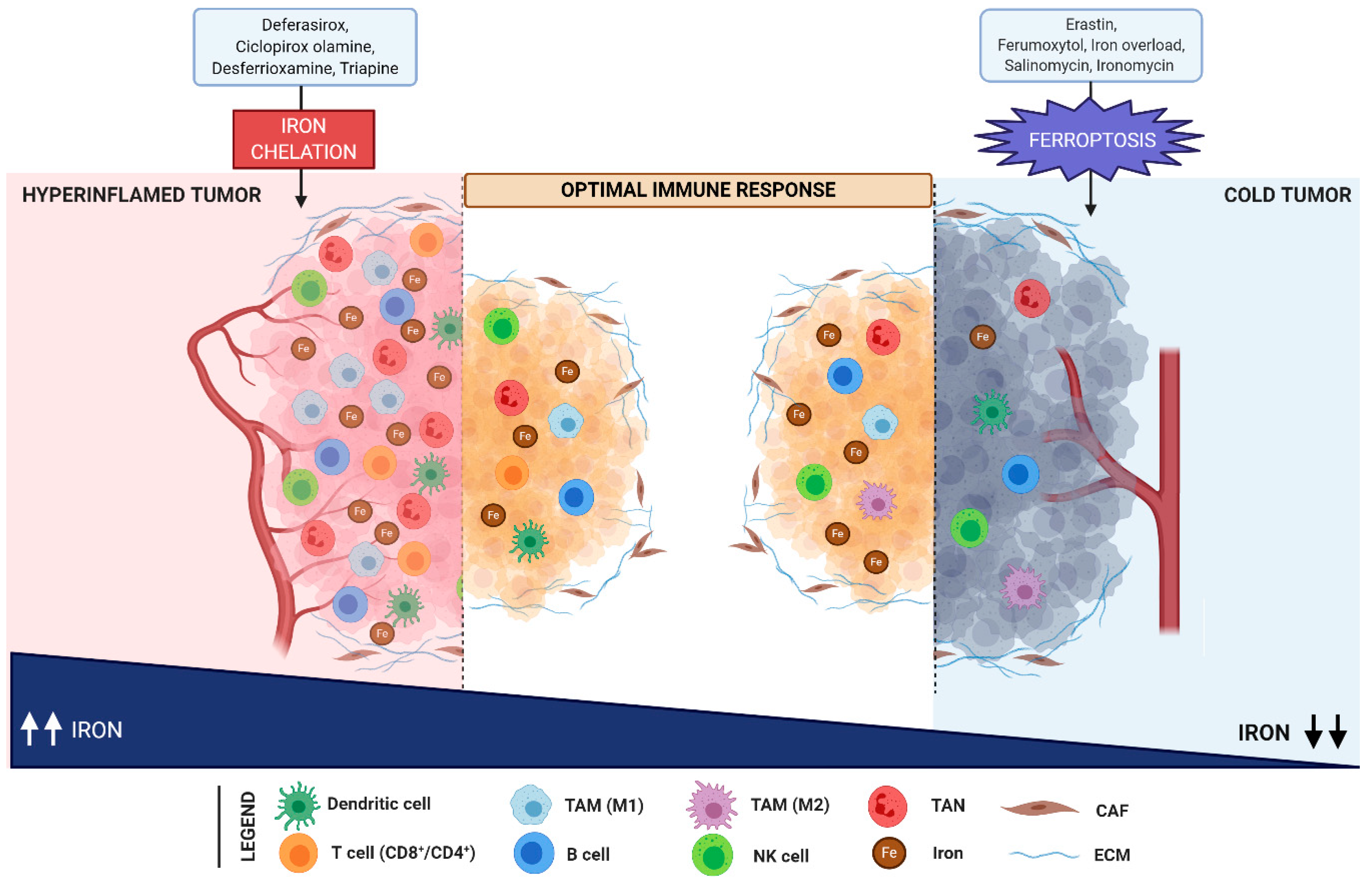 Cells Free Full-Text Iron Metabolism in the Tumor Microenvironment—Implications for Anti-Cancer Immune Response pic