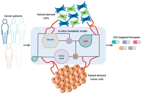 Cells Free Full-Text Mapping the Metabolic Networks of Tumor Cells and Cancer-Associated Fibroblasts