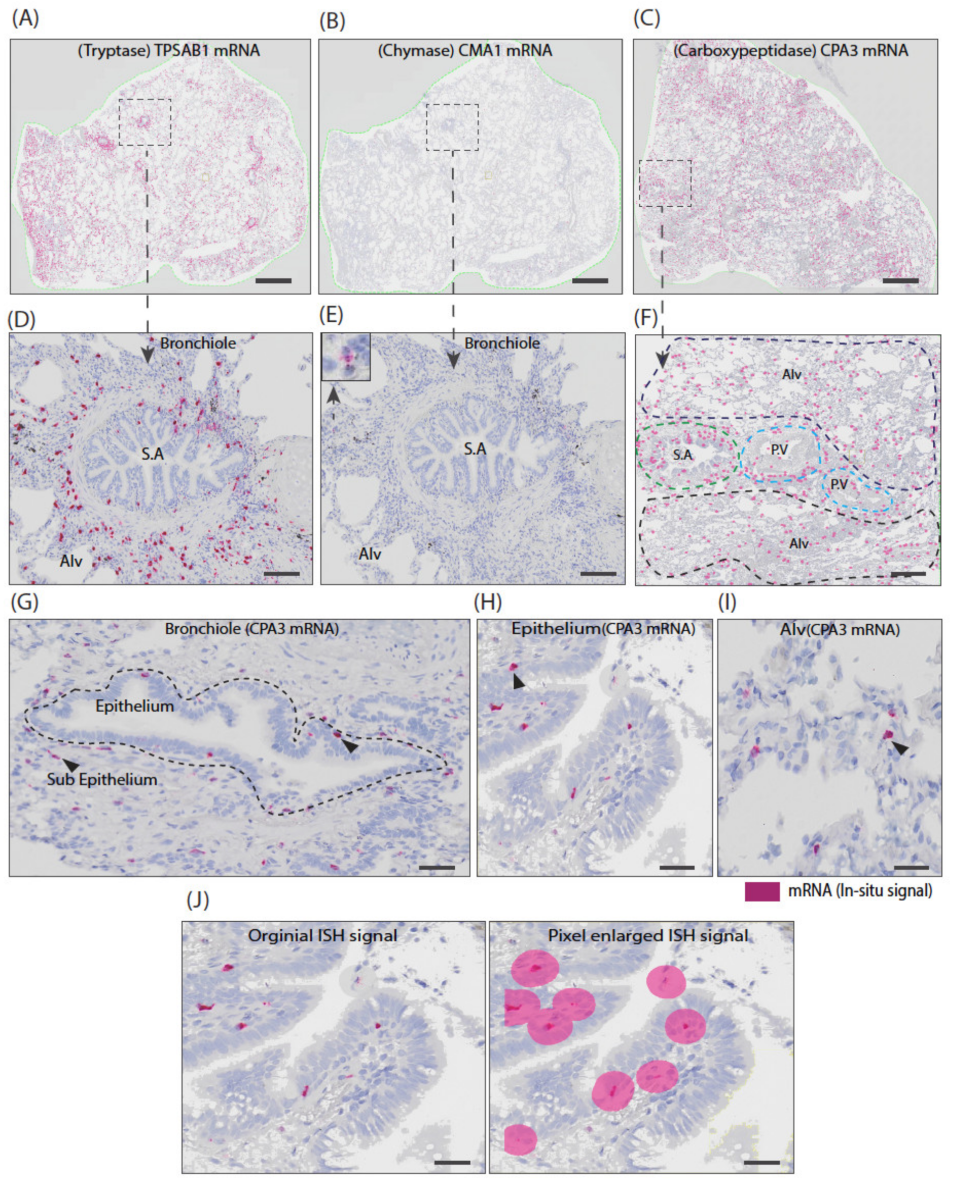 Cells 10 00309 g005 Cells 10 00309 g005