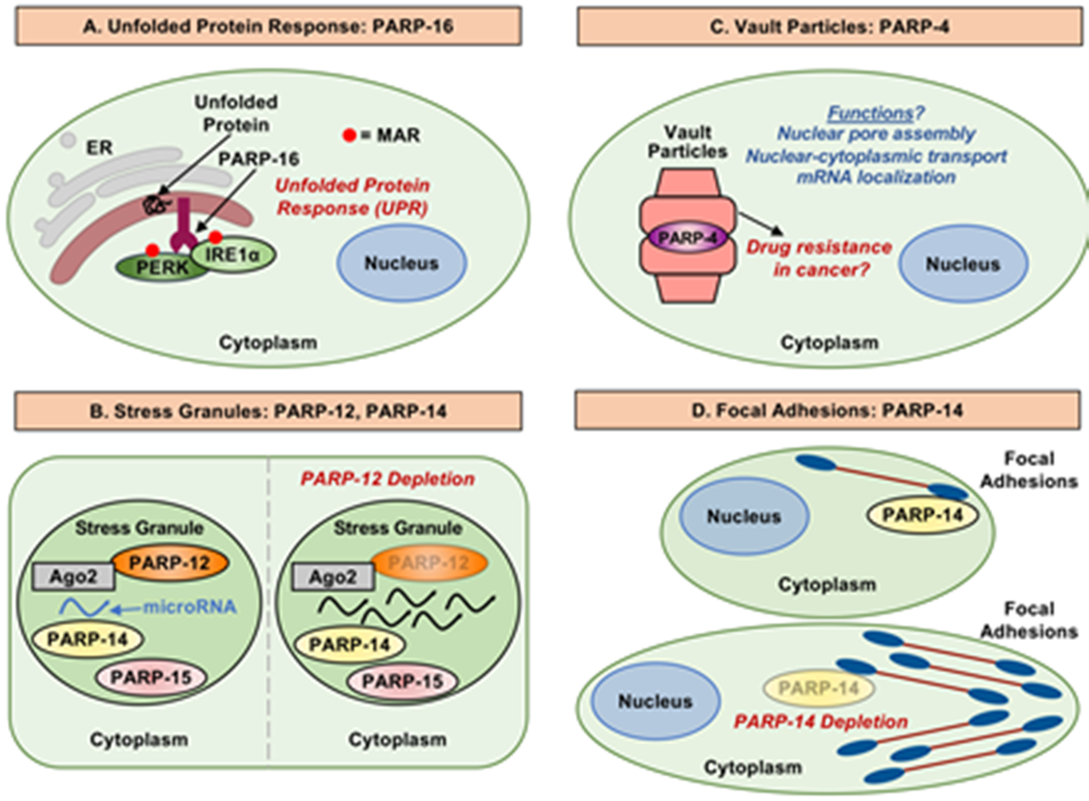 Cells 10 00313 g004 Cells 10 00313 g004