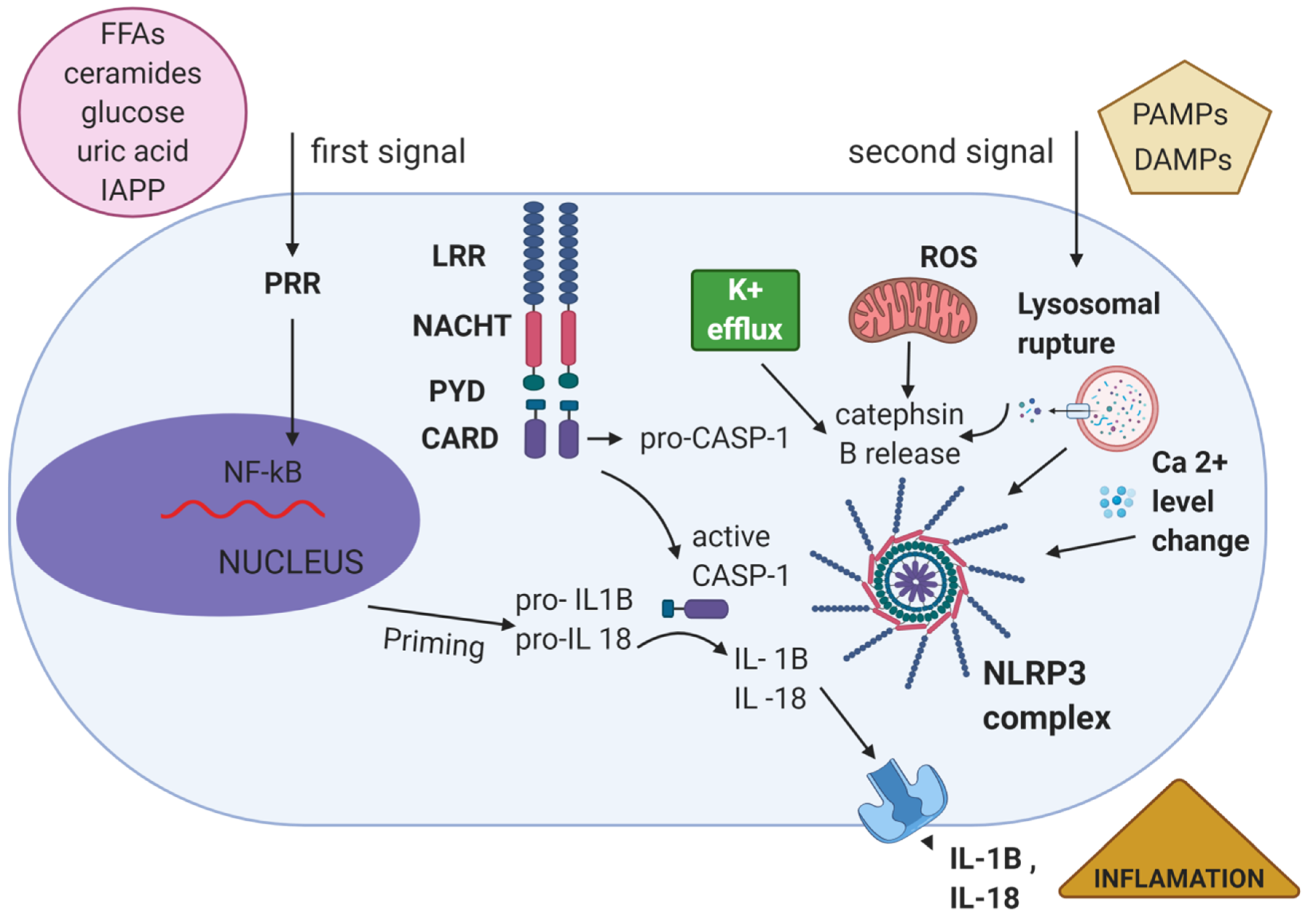 Cells 10 00314 g002 Cells 10 00314 g002