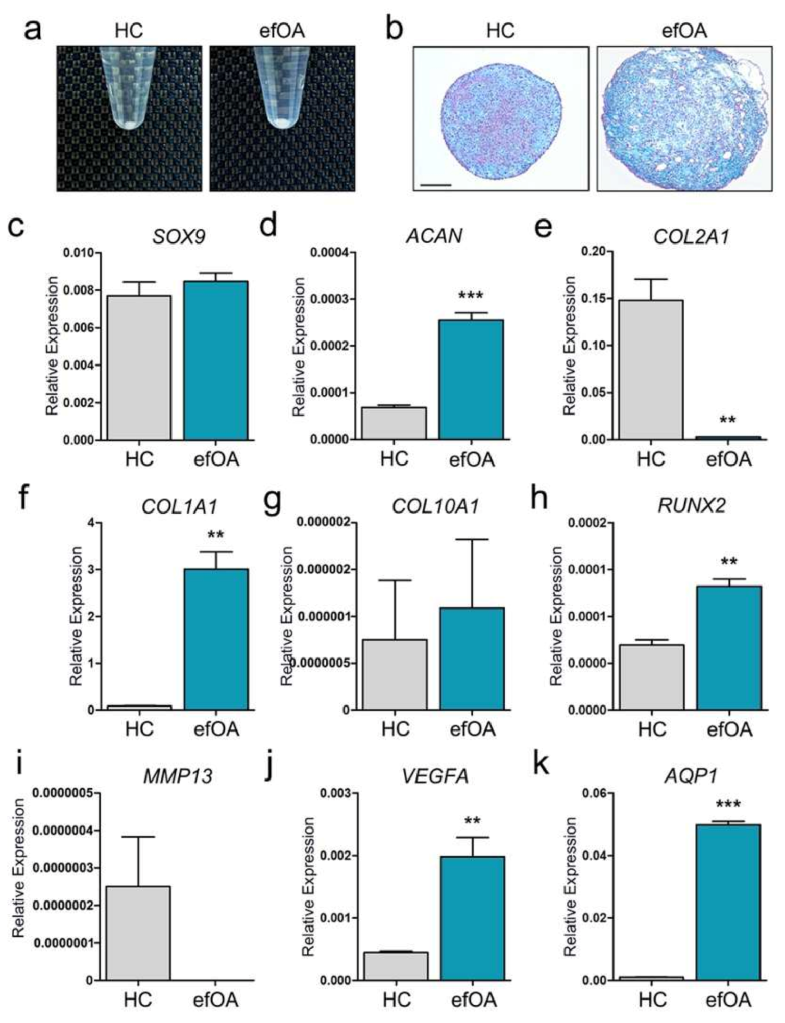 Cells 10 00317 g003 Cells 10 00317 g003