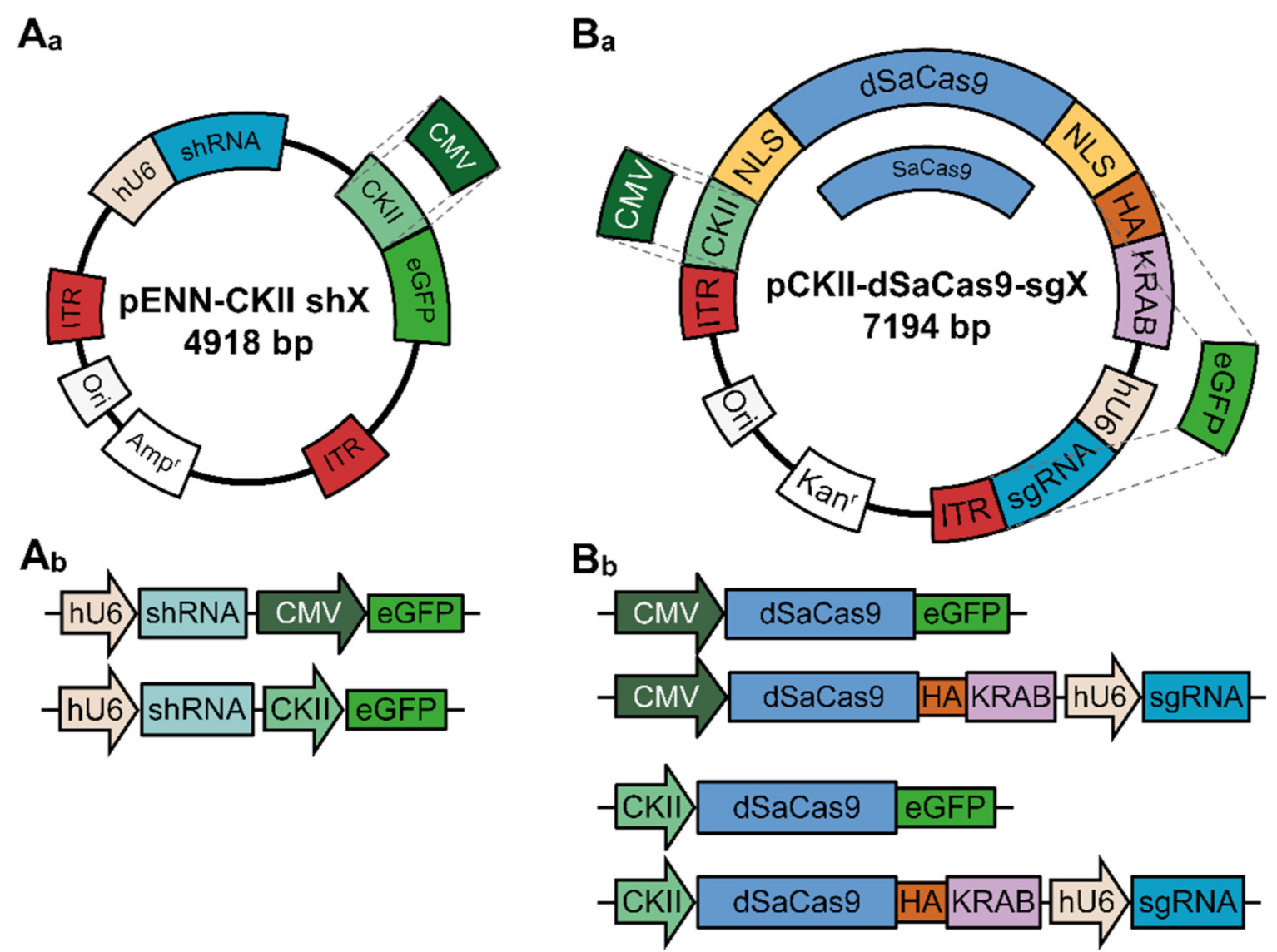 Cells 10 00324 g001 Cells 10 00324 g001