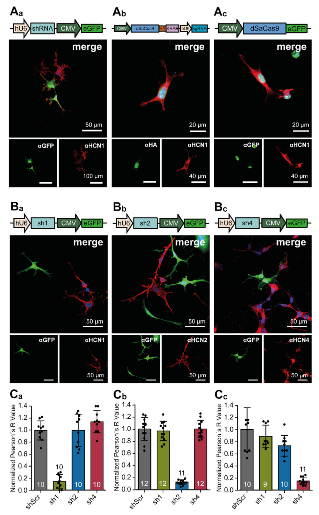 Cells 10 00324 g002 Cells 10 00324 g002