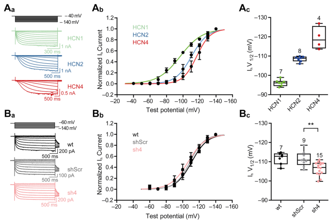 Cells 10 00324 g005 Cells 10 00324 g005