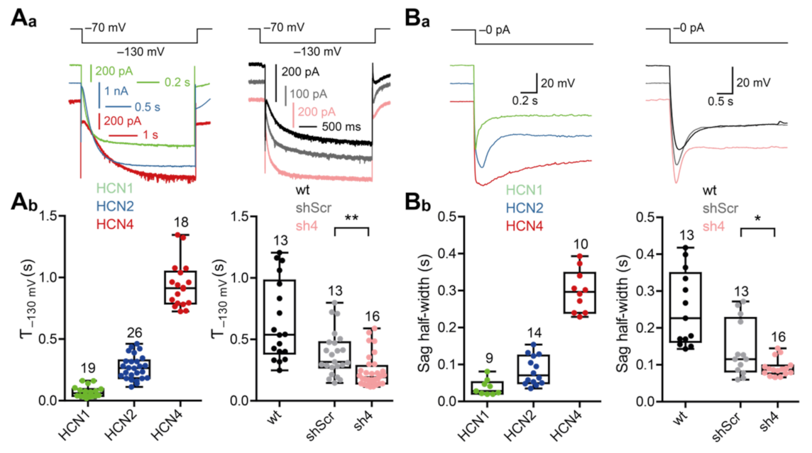 Cells 10 00324 g006 Cells 10 00324 g006