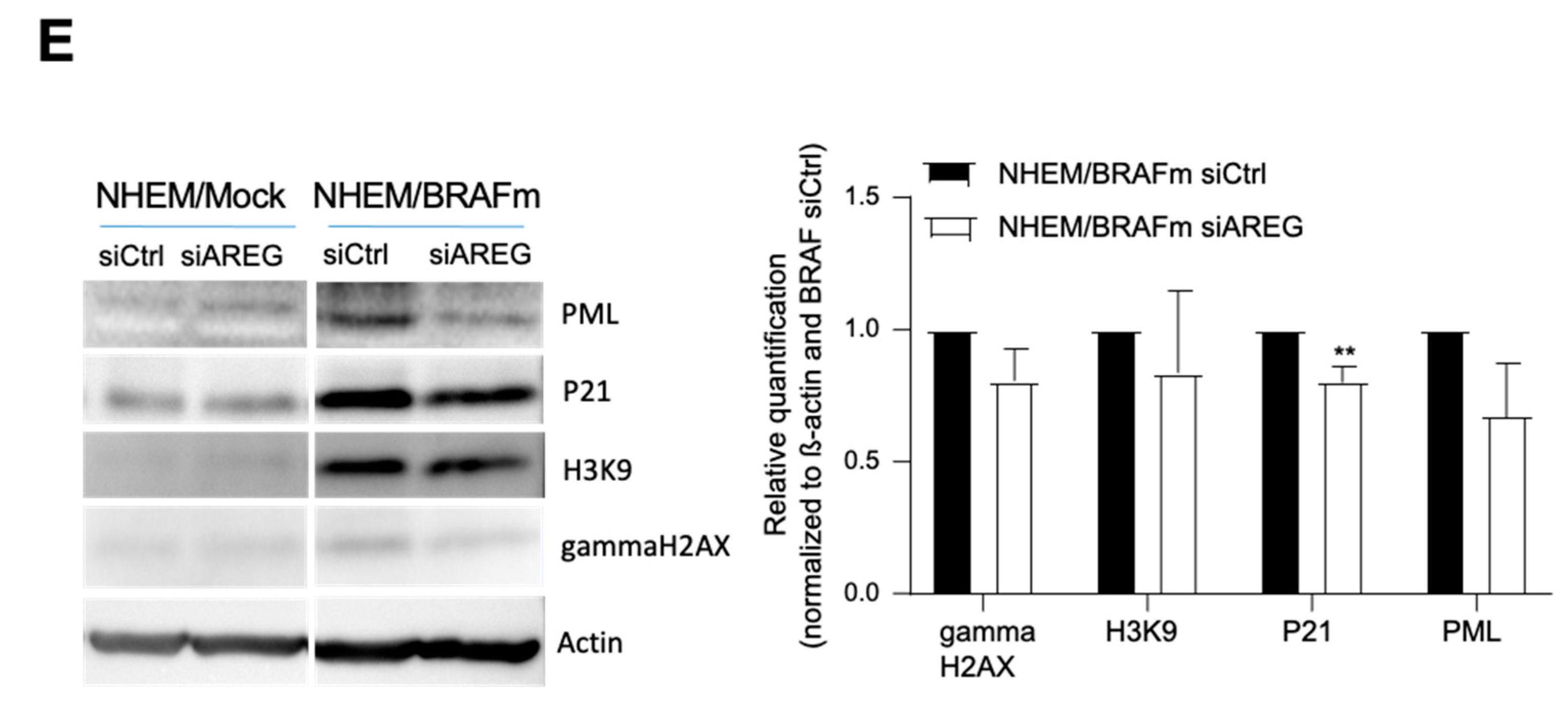 Cells 10 00326 g002b Cells 10 00326 g002b