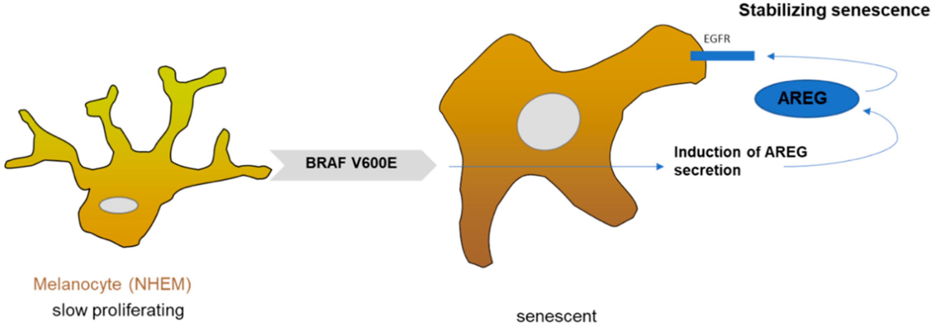 Cells 10 00326 g005 Cells 10 00326 g005