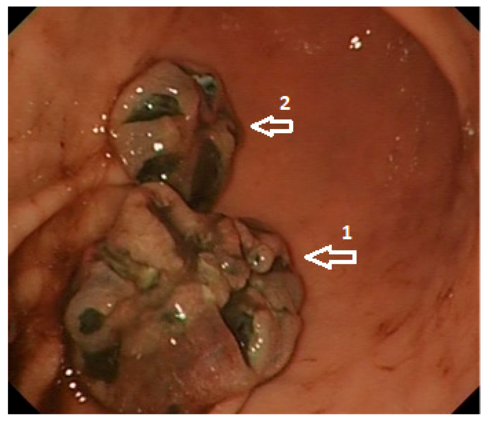 Cells 10 00327 g001 Cells 10 00327 g001