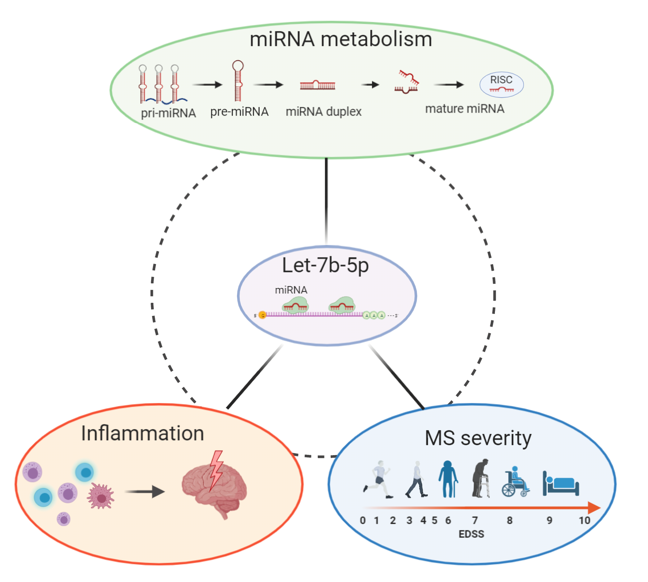 Cells | Free Full-Text | The microRNA let-7b-5p Is Negatively ...