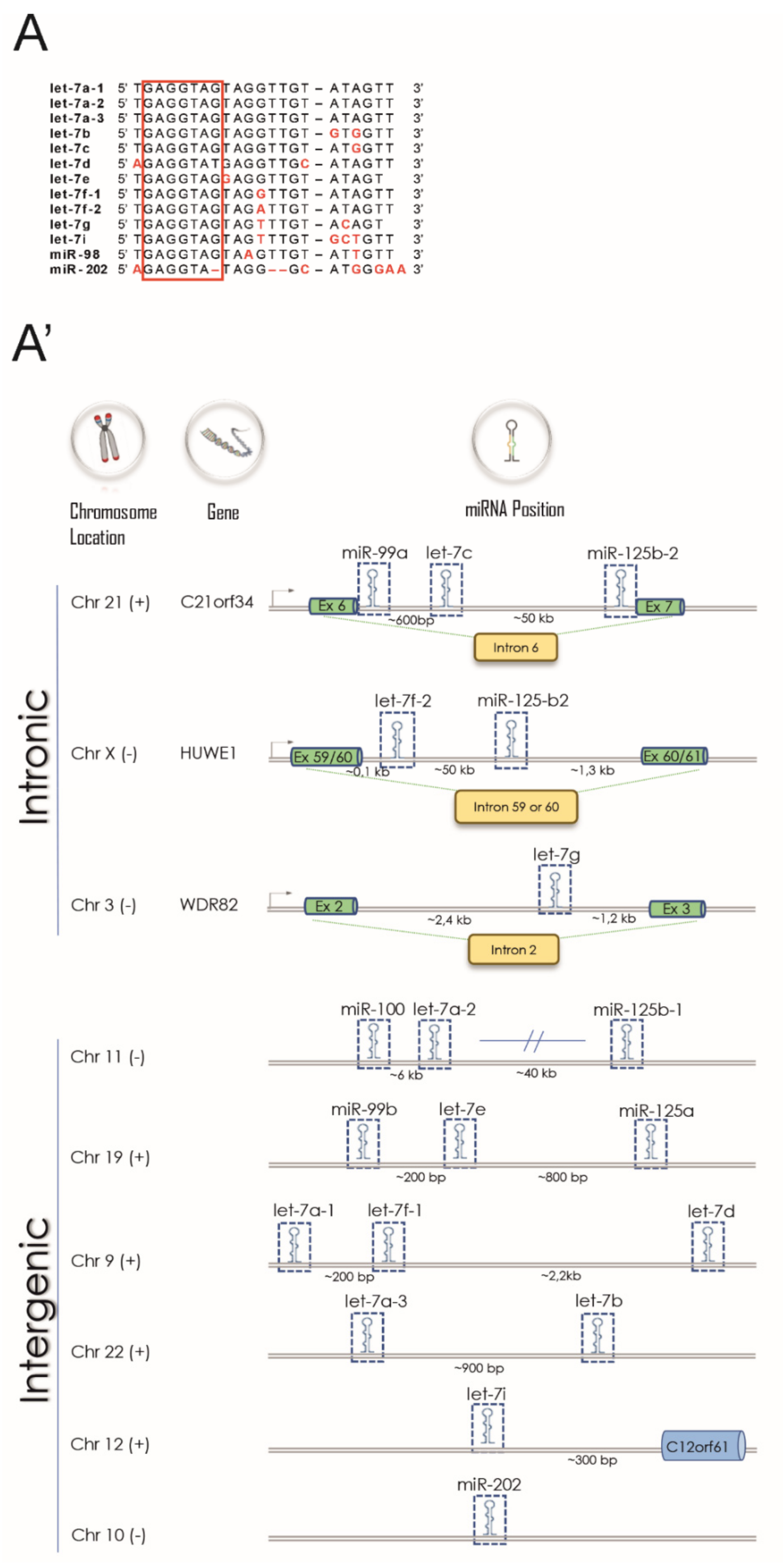 Cells 10 00330 g001a Cells 10 00330 g001a