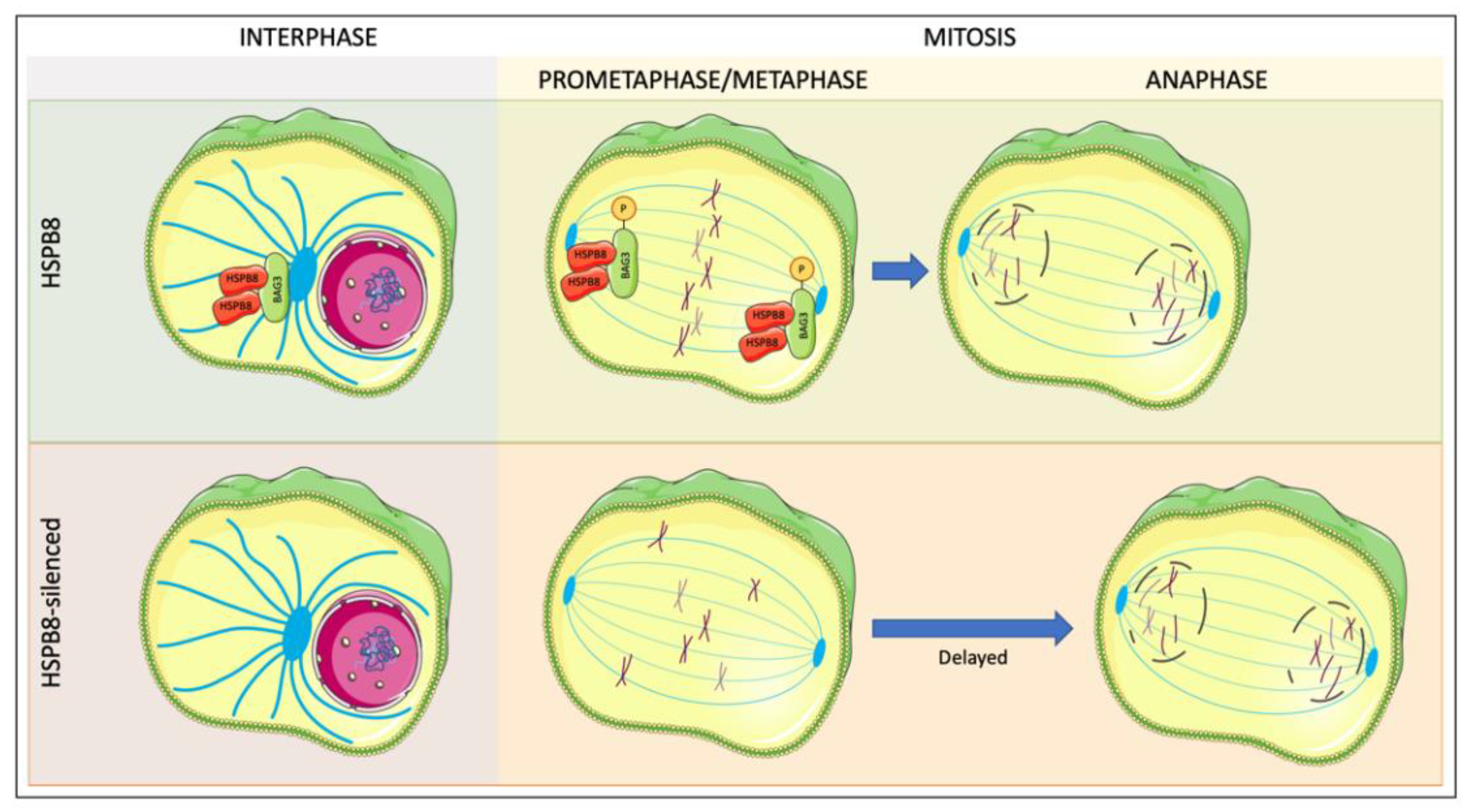 Cells 10 00335 g003 Cells 10 00335 g003